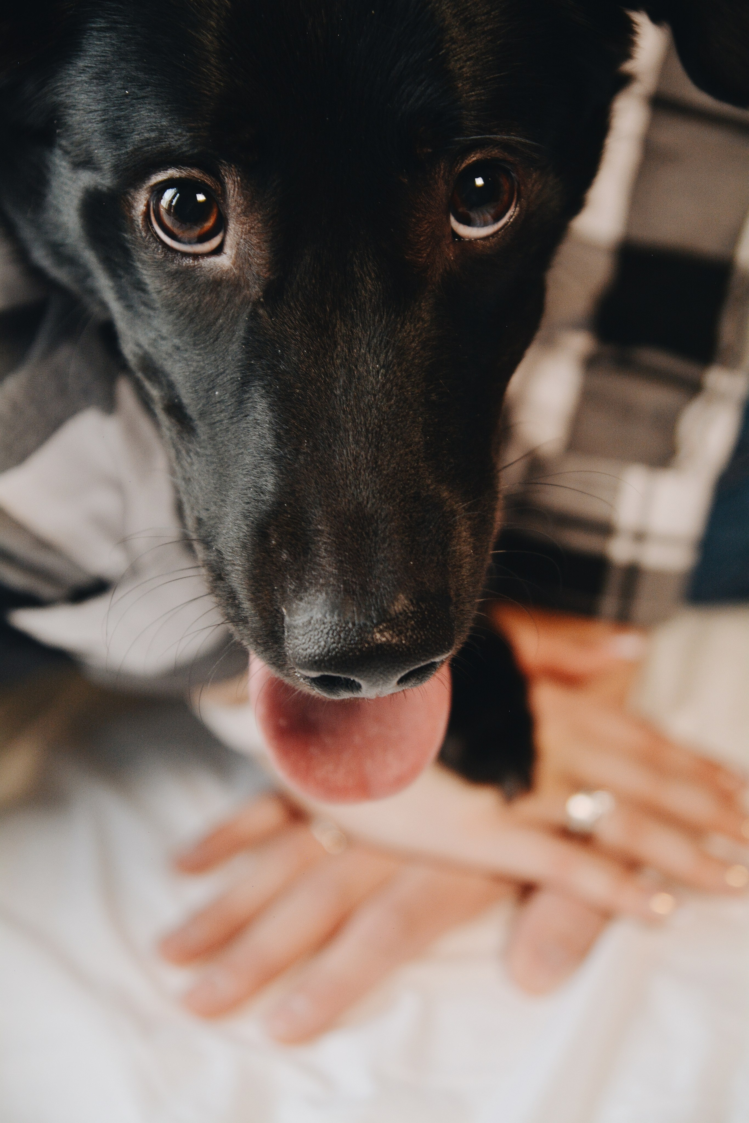 Василиса, Влад и Тор