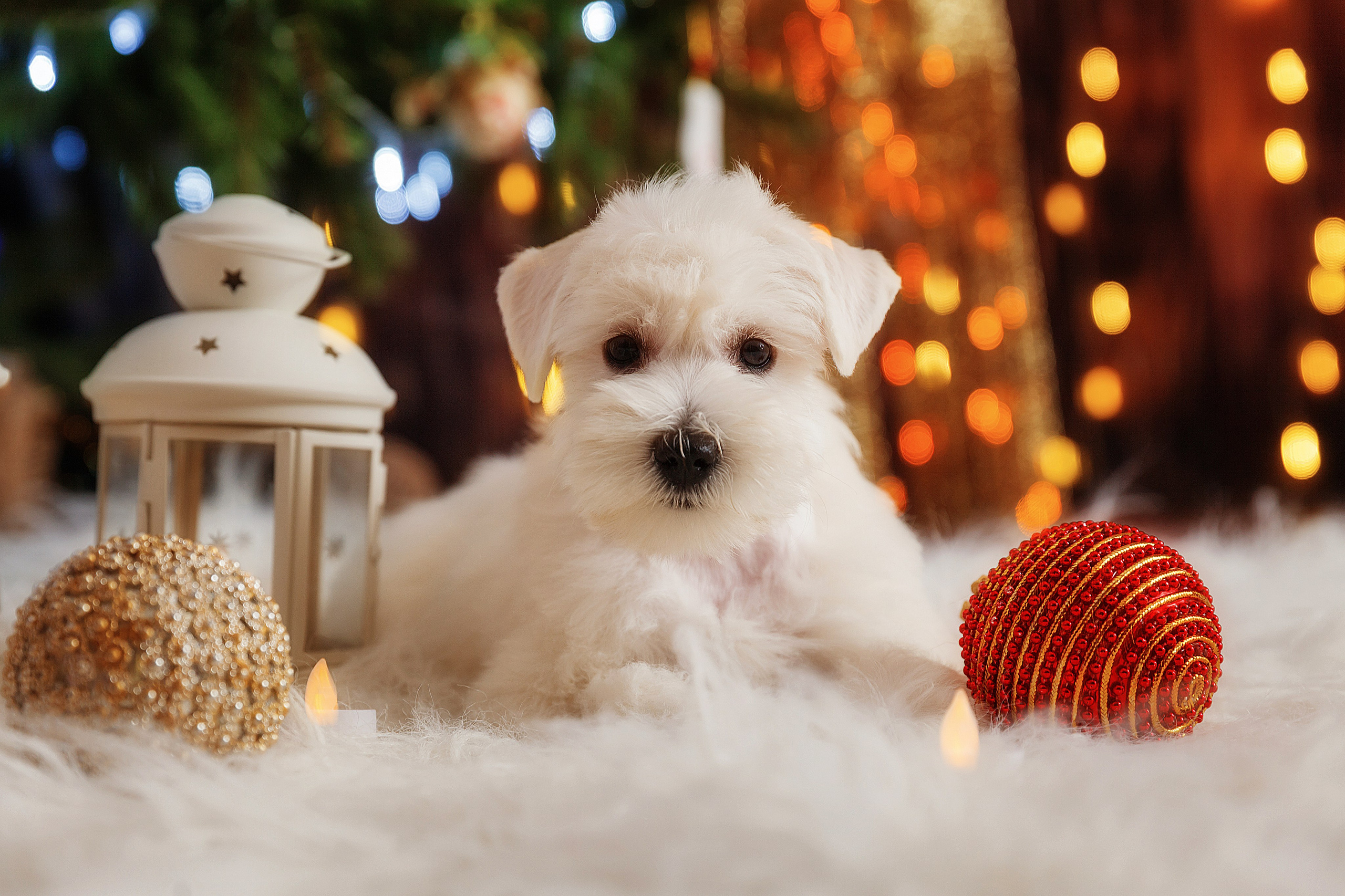 Фотографии собак и щенят. Фотограф Ирина Бобрешова. Коряжма