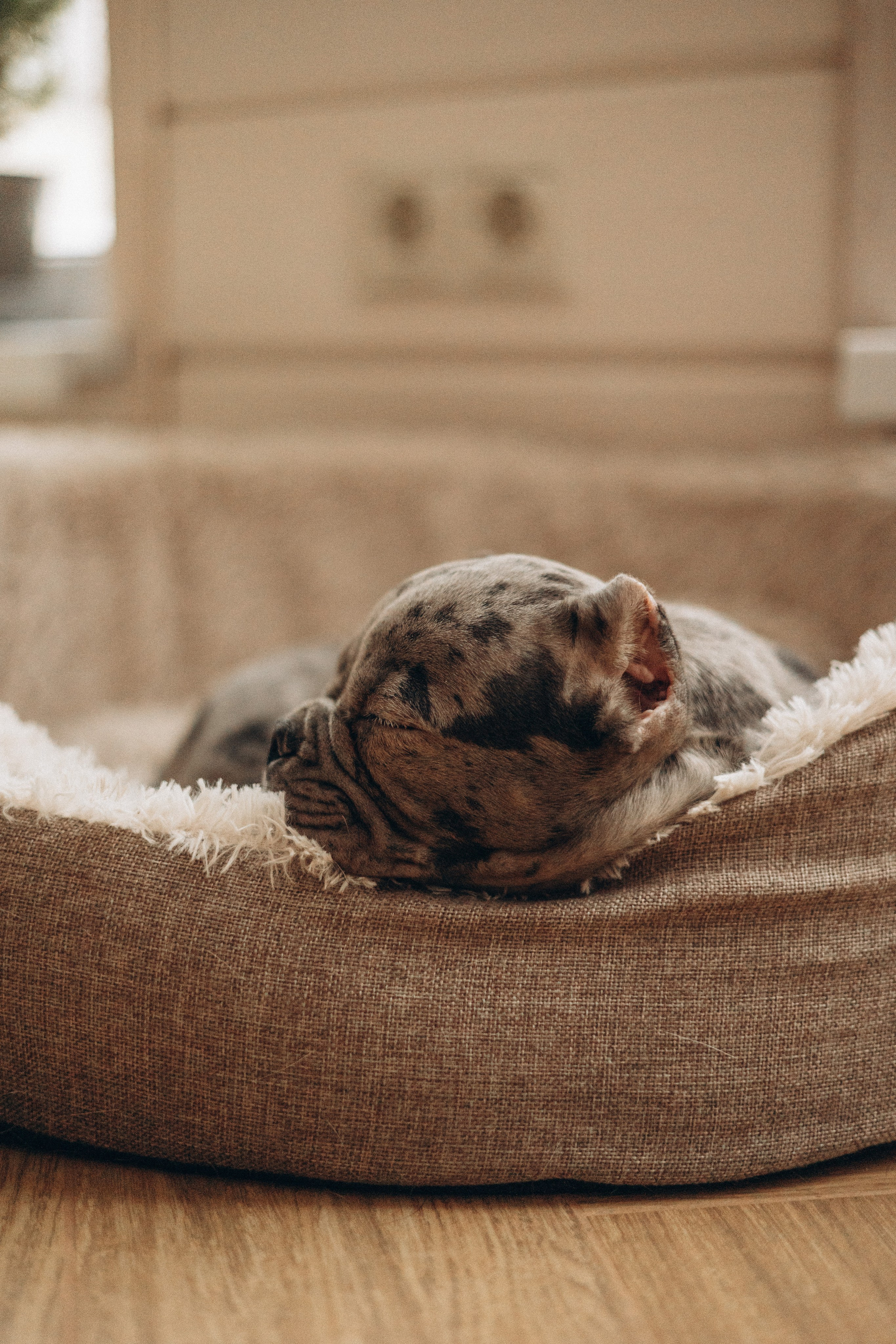 Семейная для Ксюши. Фотограф — Анималист | Санкт-Петербург