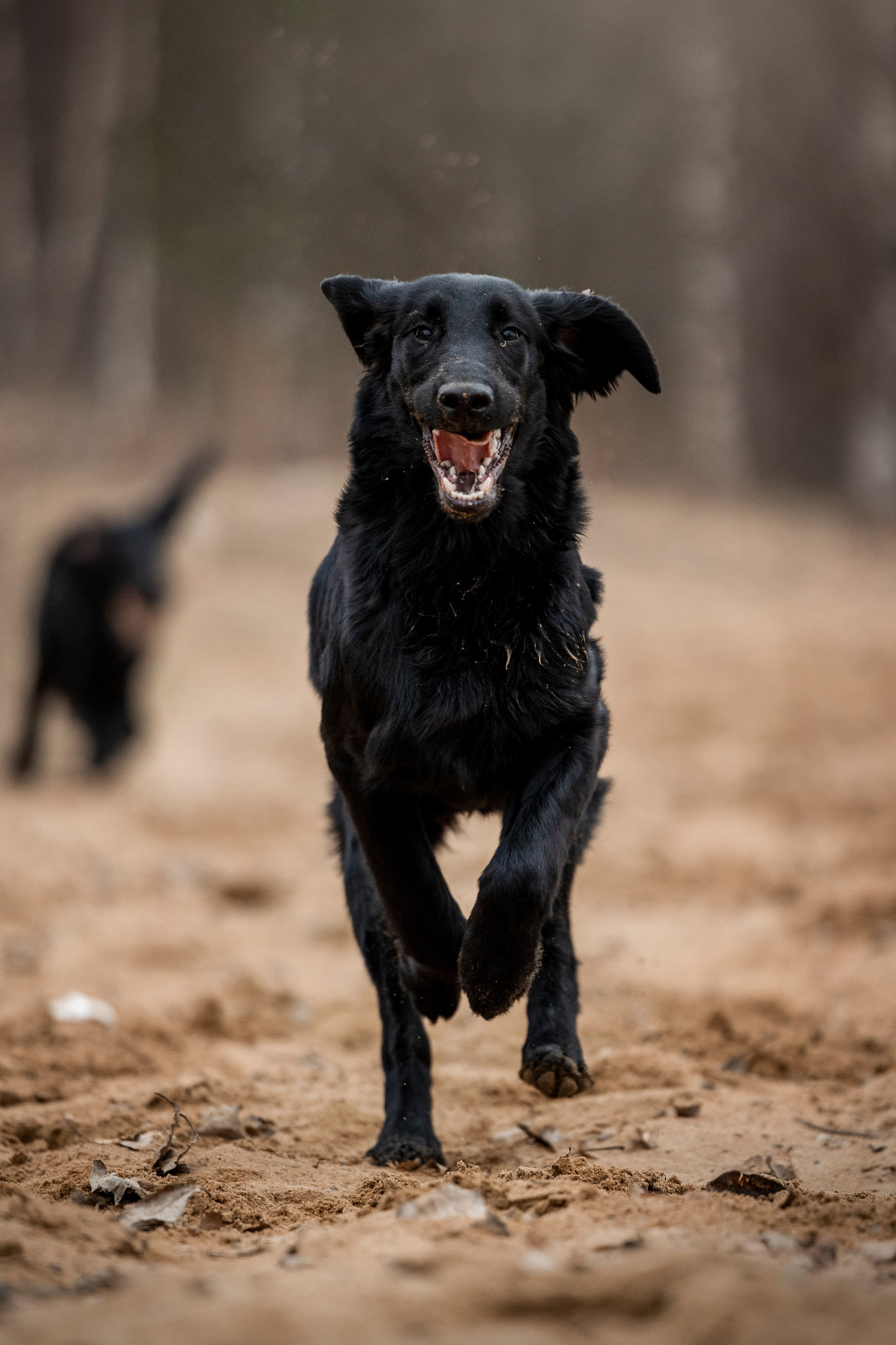 Ора, Ева, Рози и их семья. Фотограф — Анималист | Санкт-Петербург