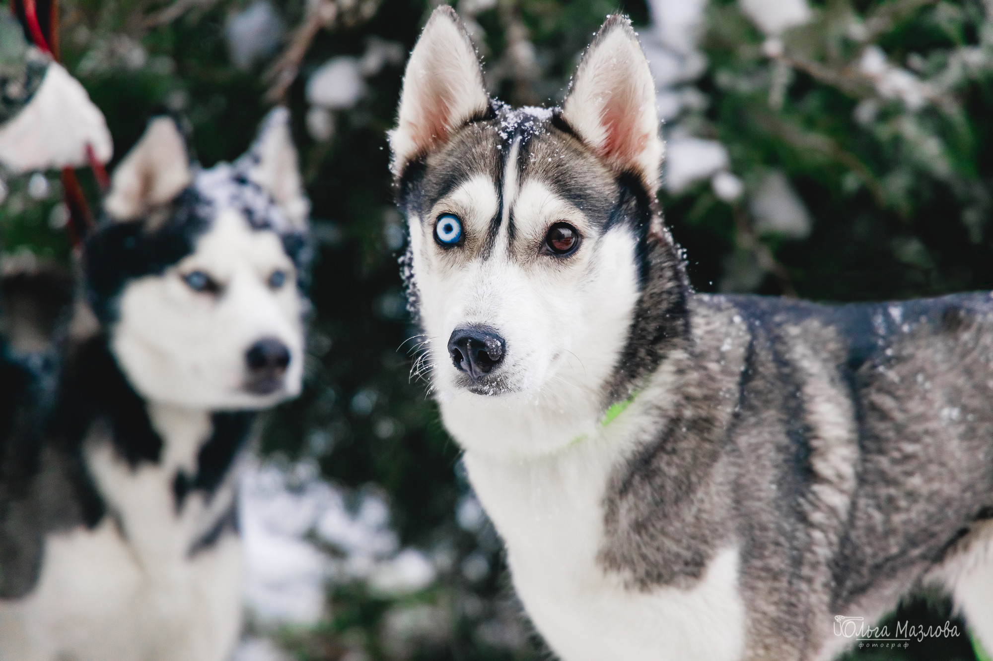 Зевс и Герда. Фотограф в Саратове Ольга Мазлова
