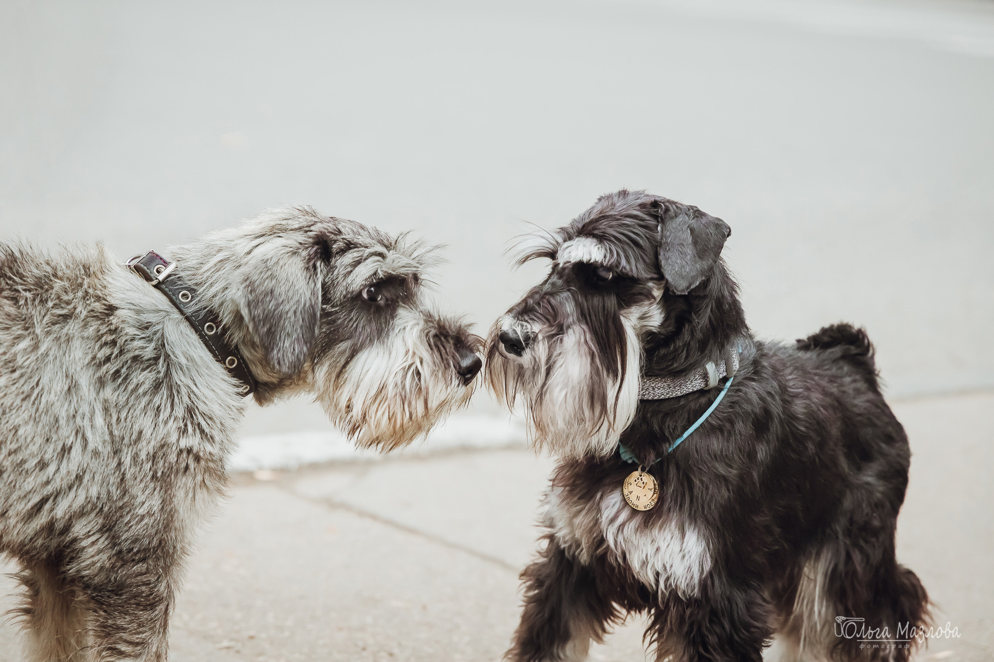 Кристина и Санта. Фотограф в Саратове Ольга Мазлова