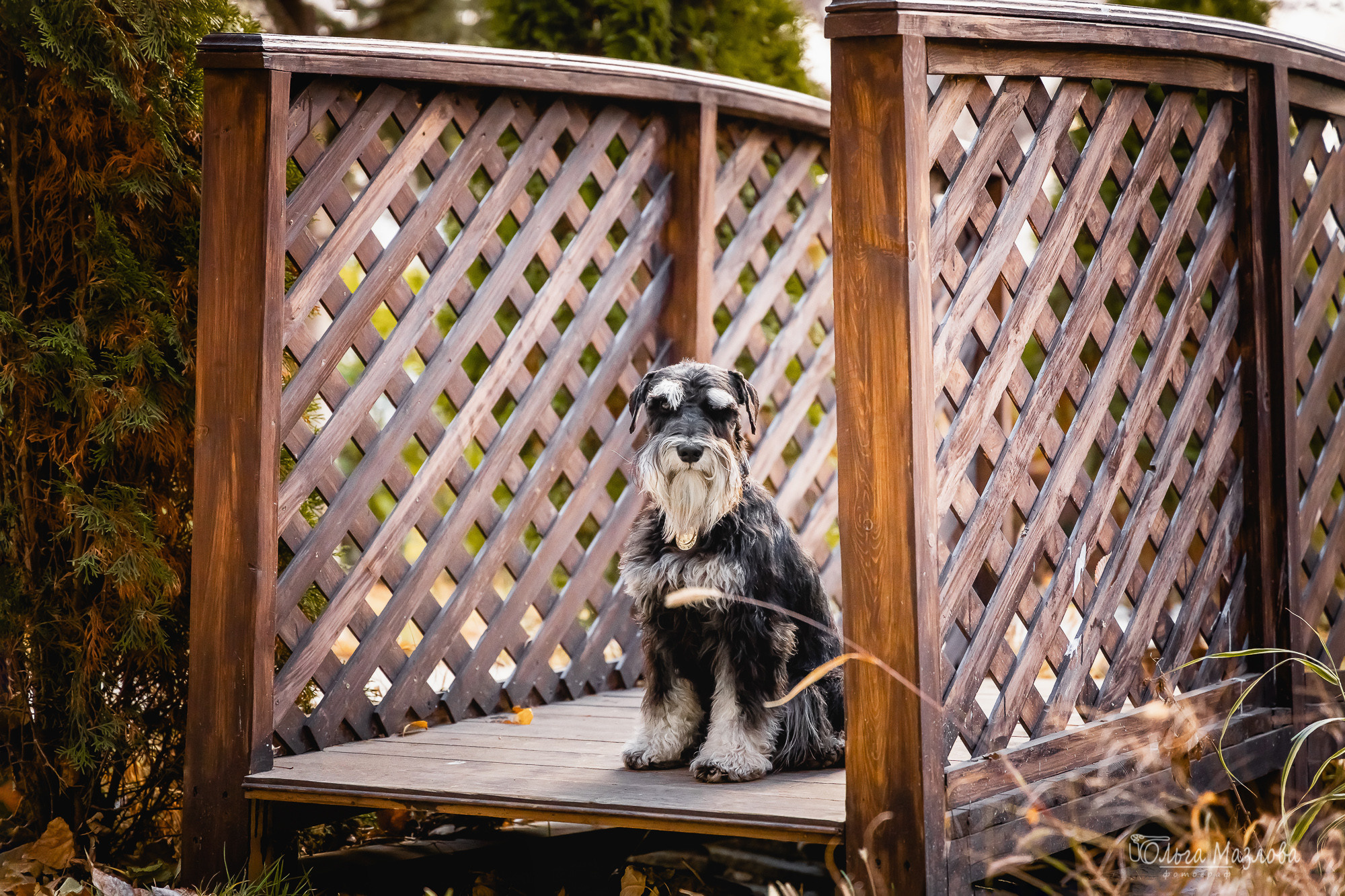 Кристина и Санта. Фотограф в Саратове Ольга Мазлова