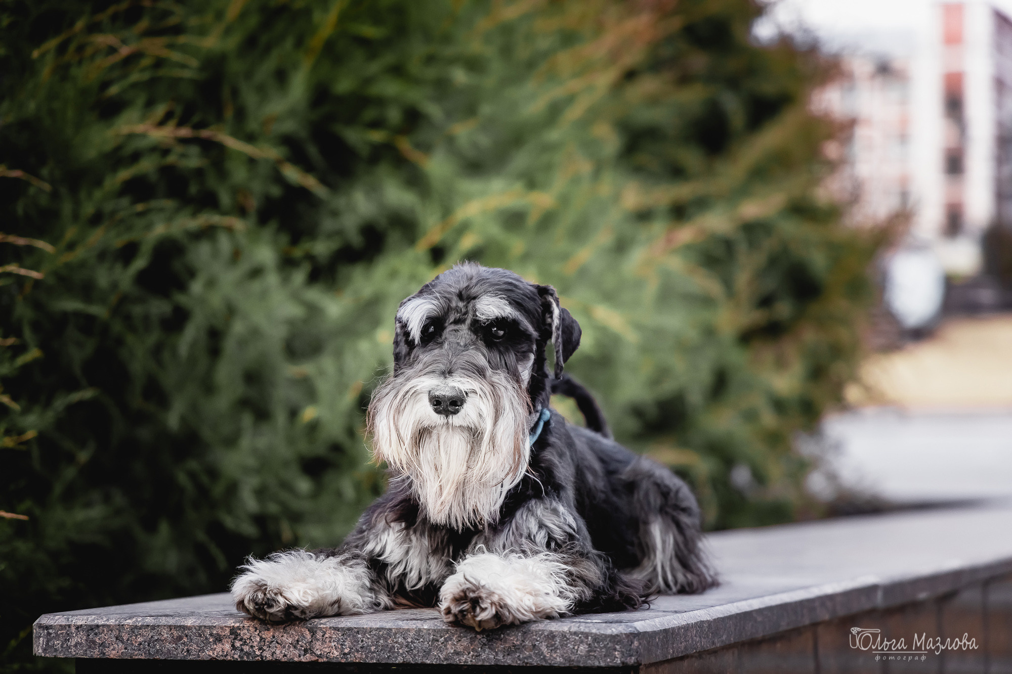 Кристина и Санта. Фотограф в Саратове Ольга Мазлова