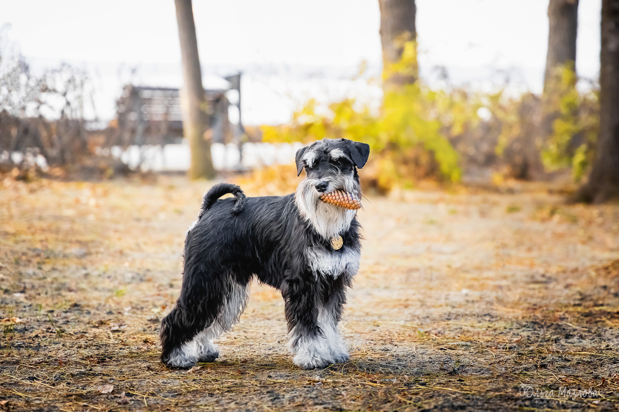 Кристина и Санта. Фотограф в Саратове Ольга Мазлова