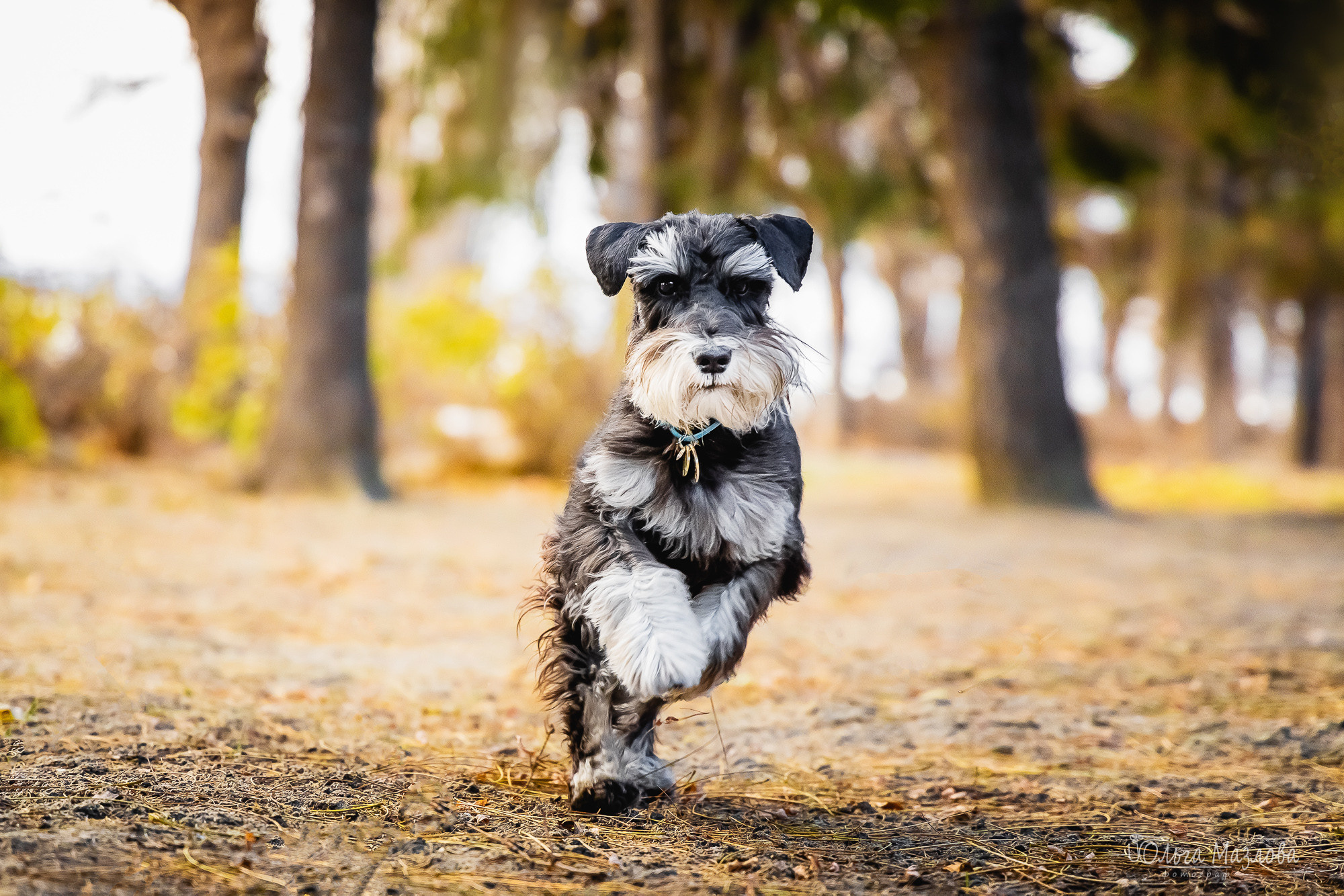 Кристина и Санта. Фотограф в Саратове Ольга Мазлова