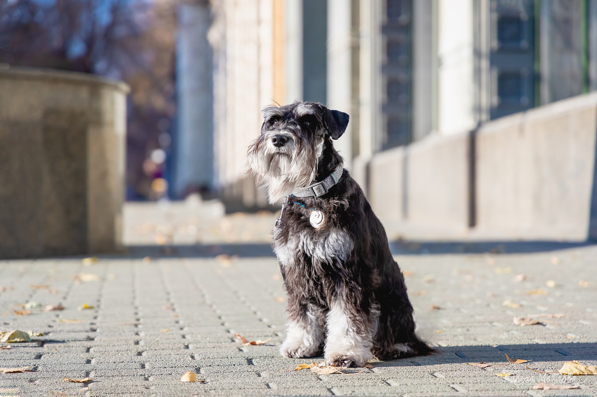 Кристина и Санта. Фотограф в Саратове Ольга Мазлова