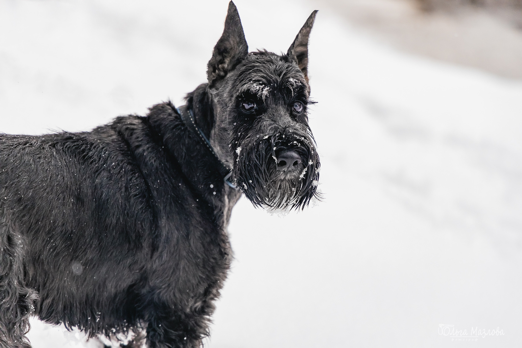 Елена, Федор и Даля. Фотограф в Саратове Ольга Мазлова