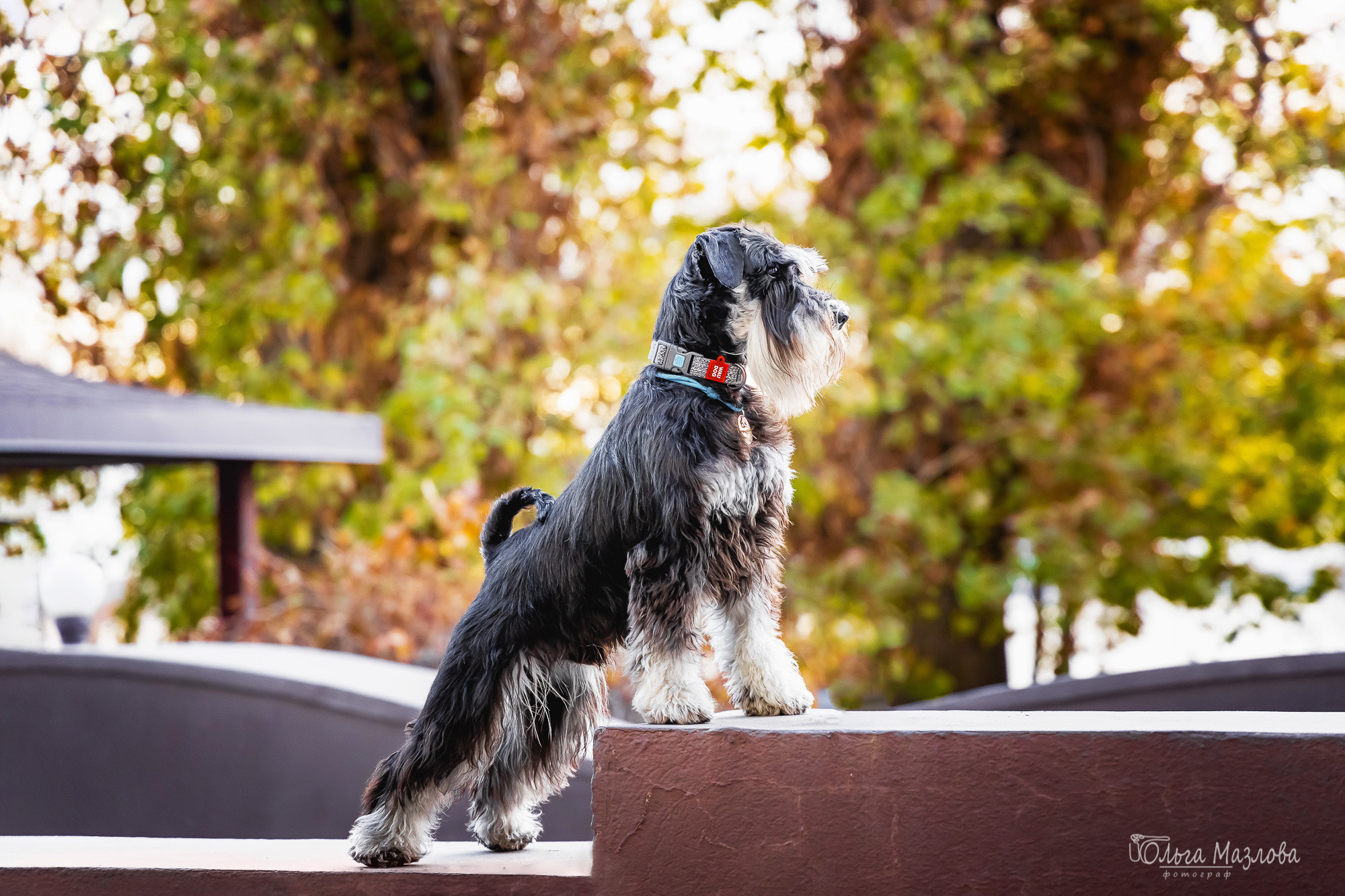 Кристина и Санта. Фотограф в Саратове Ольга Мазлова