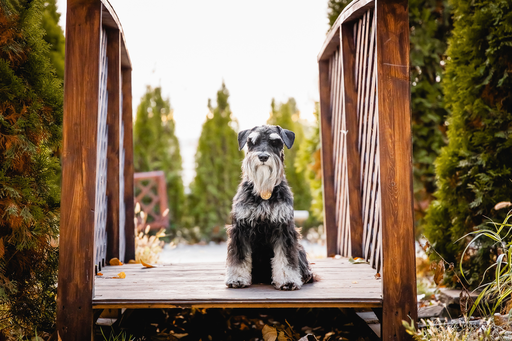 Кристина и Санта. Фотограф в Саратове Ольга Мазлова
