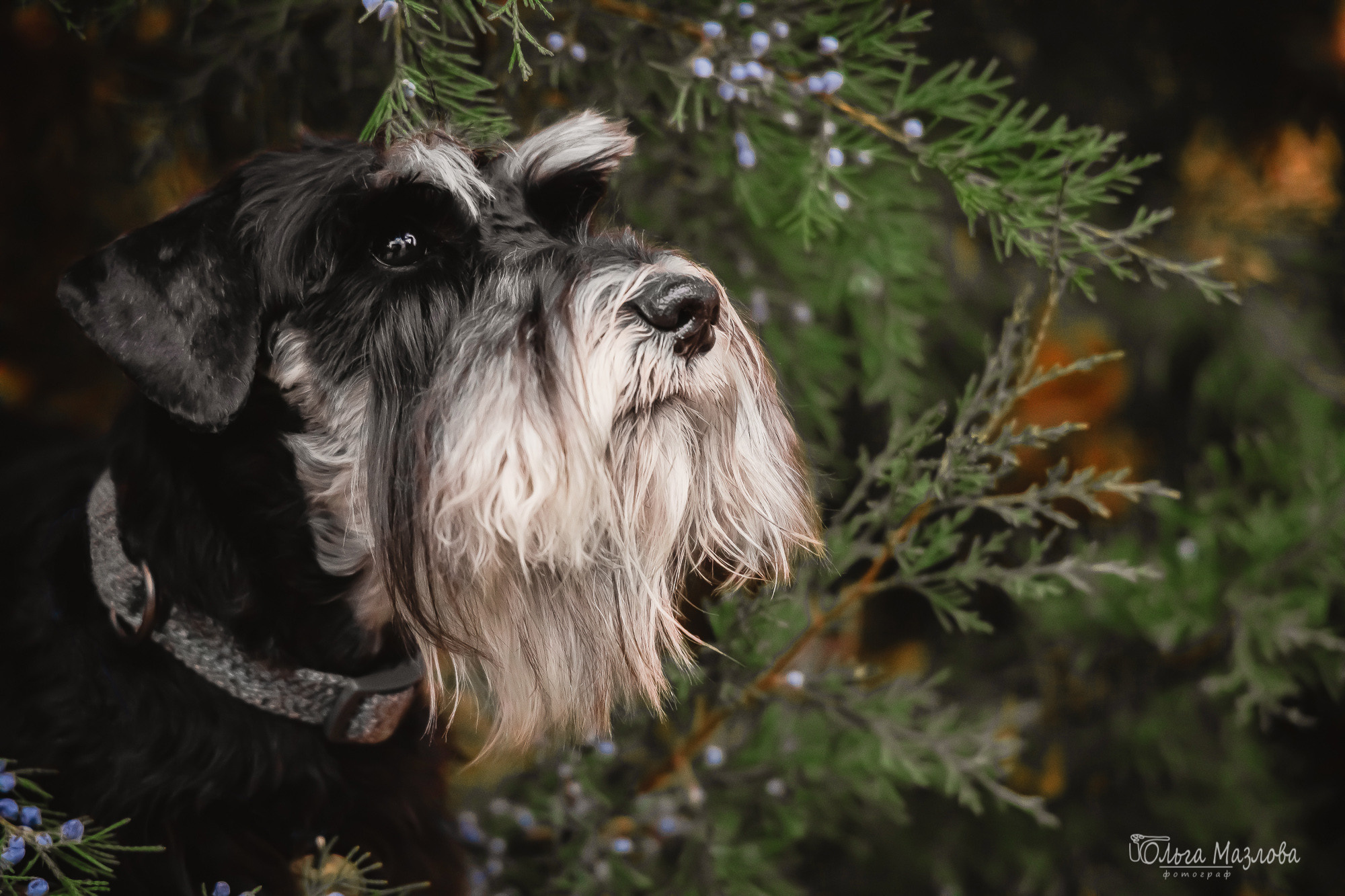 Кристина и Санта. Фотограф в Саратове Ольга Мазлова