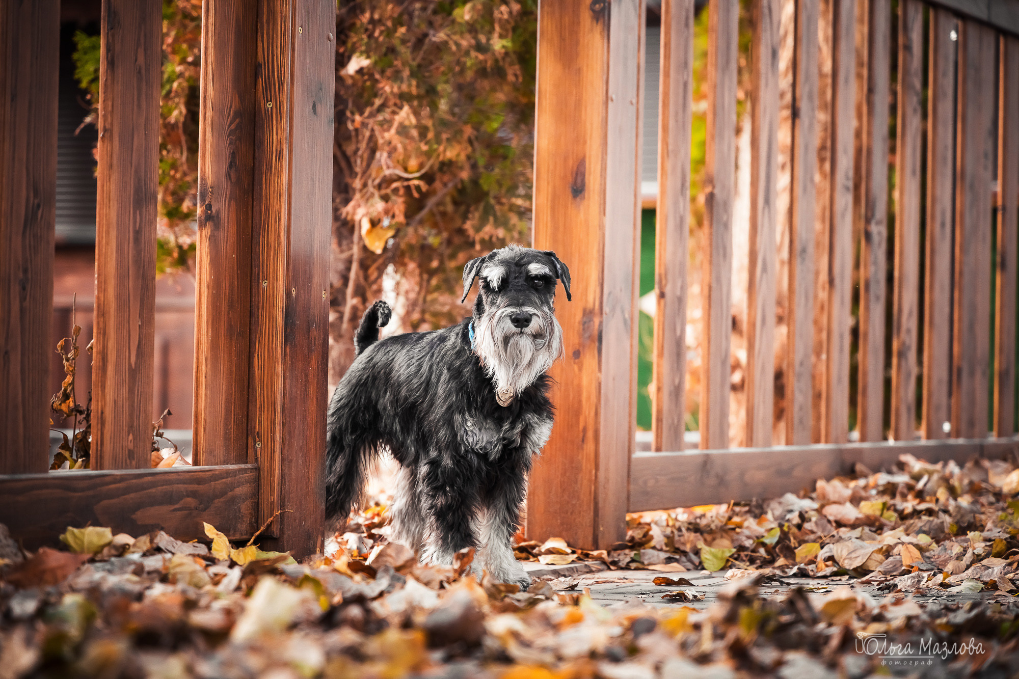 Кристина и Санта. Фотограф в Саратове Ольга Мазлова
