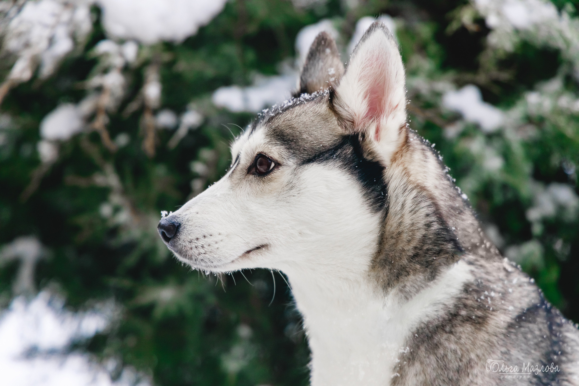 Зевс и Герда. Фотограф в Саратове Ольга Мазлова
