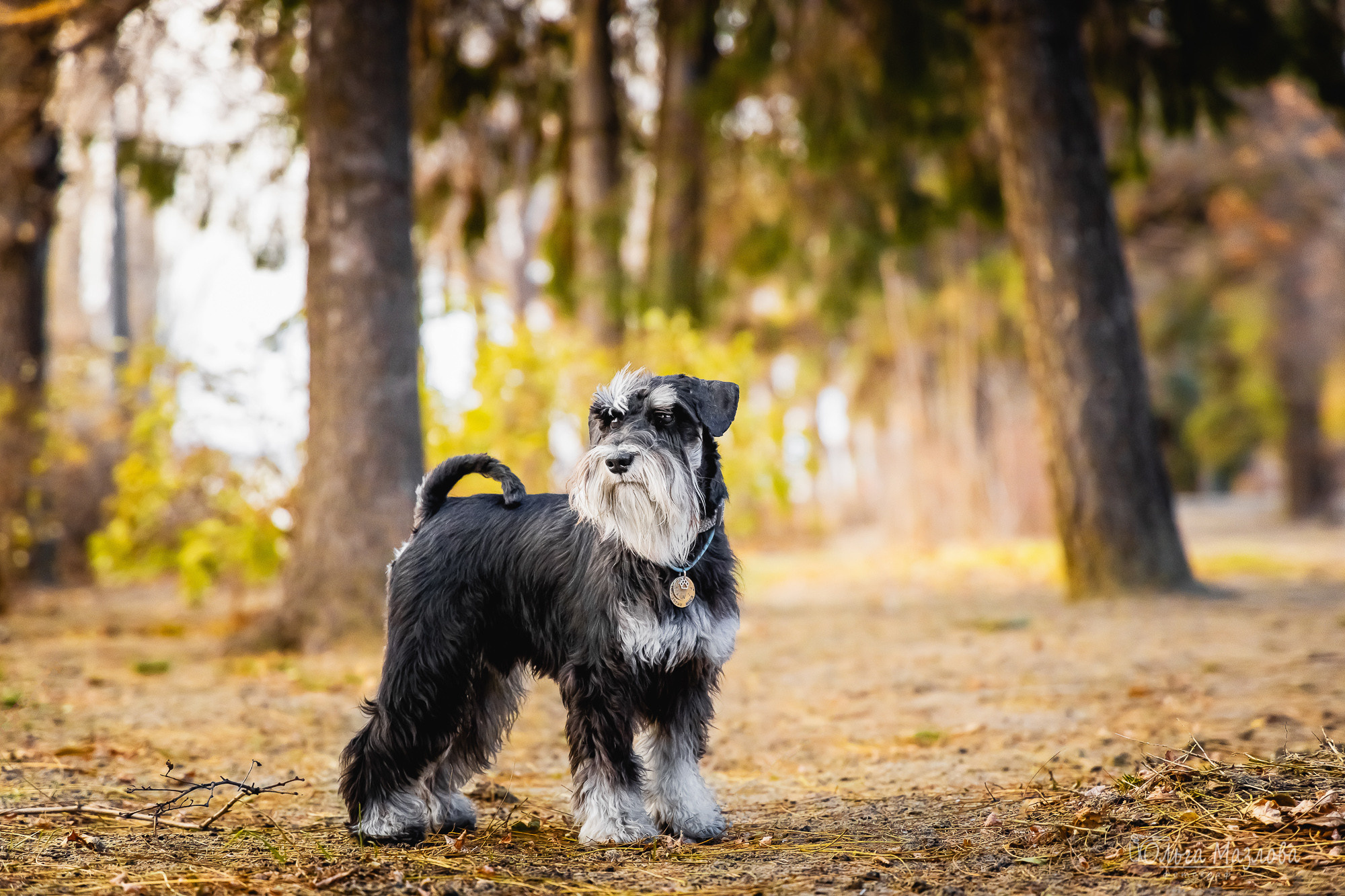 Кристина и Санта. Фотограф в Саратове Ольга Мазлова