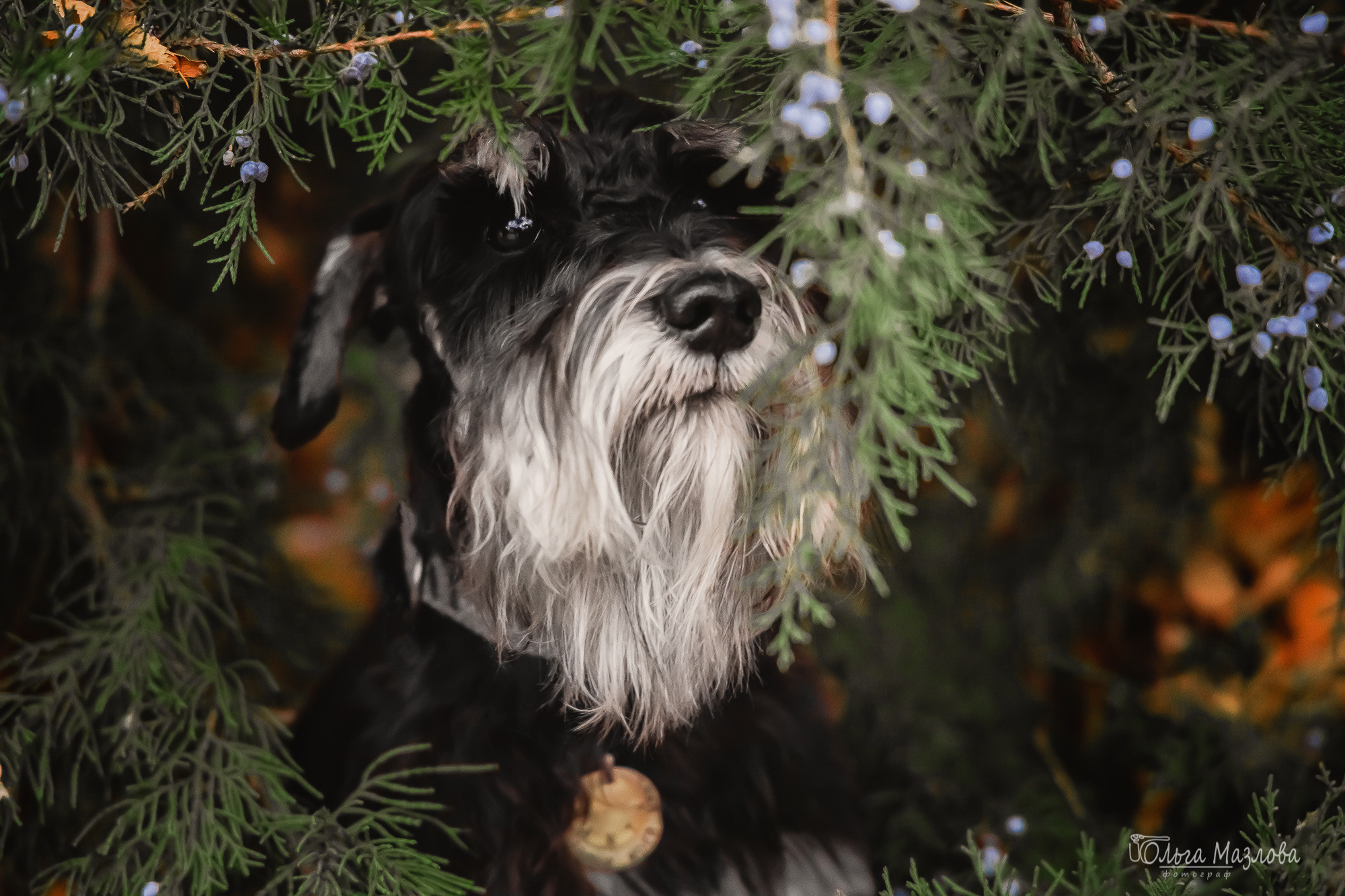 Кристина и Санта. Фотограф в Саратове Ольга Мазлова