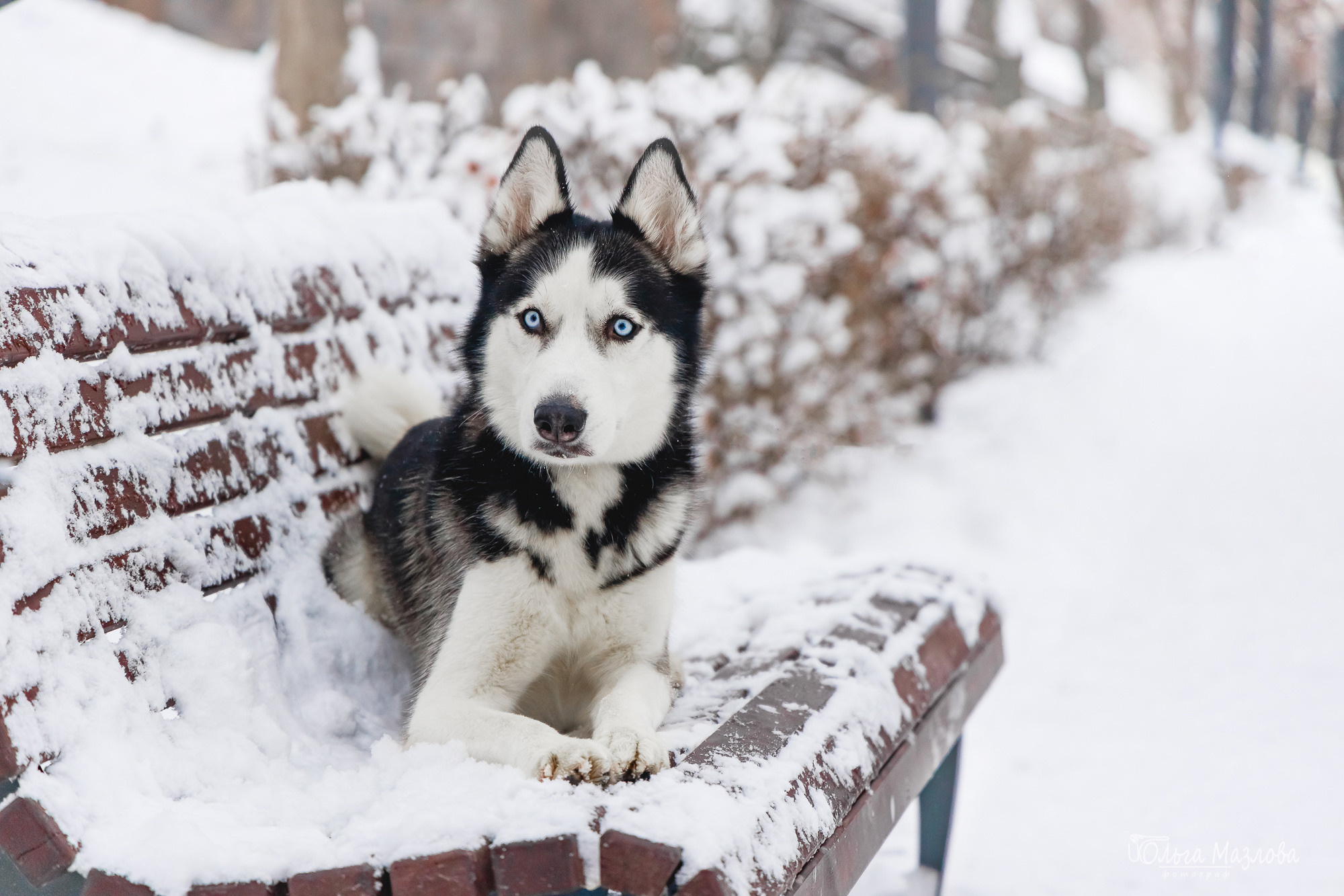 Зевс и Герда. Фотограф в Саратове Ольга Мазлова
