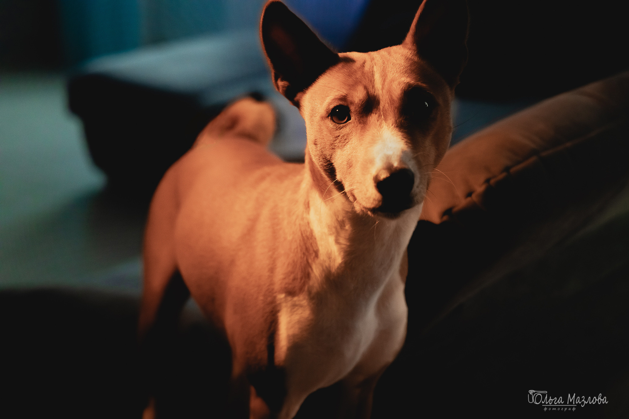 Молчановы. Фотограф в Саратове Ольга Мазлова