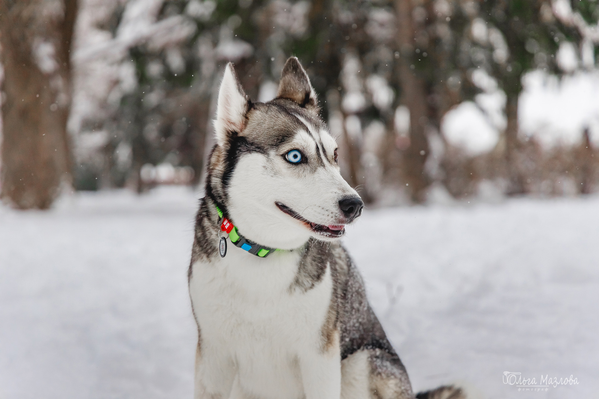 Зевс и Герда. Фотограф в Саратове Ольга Мазлова