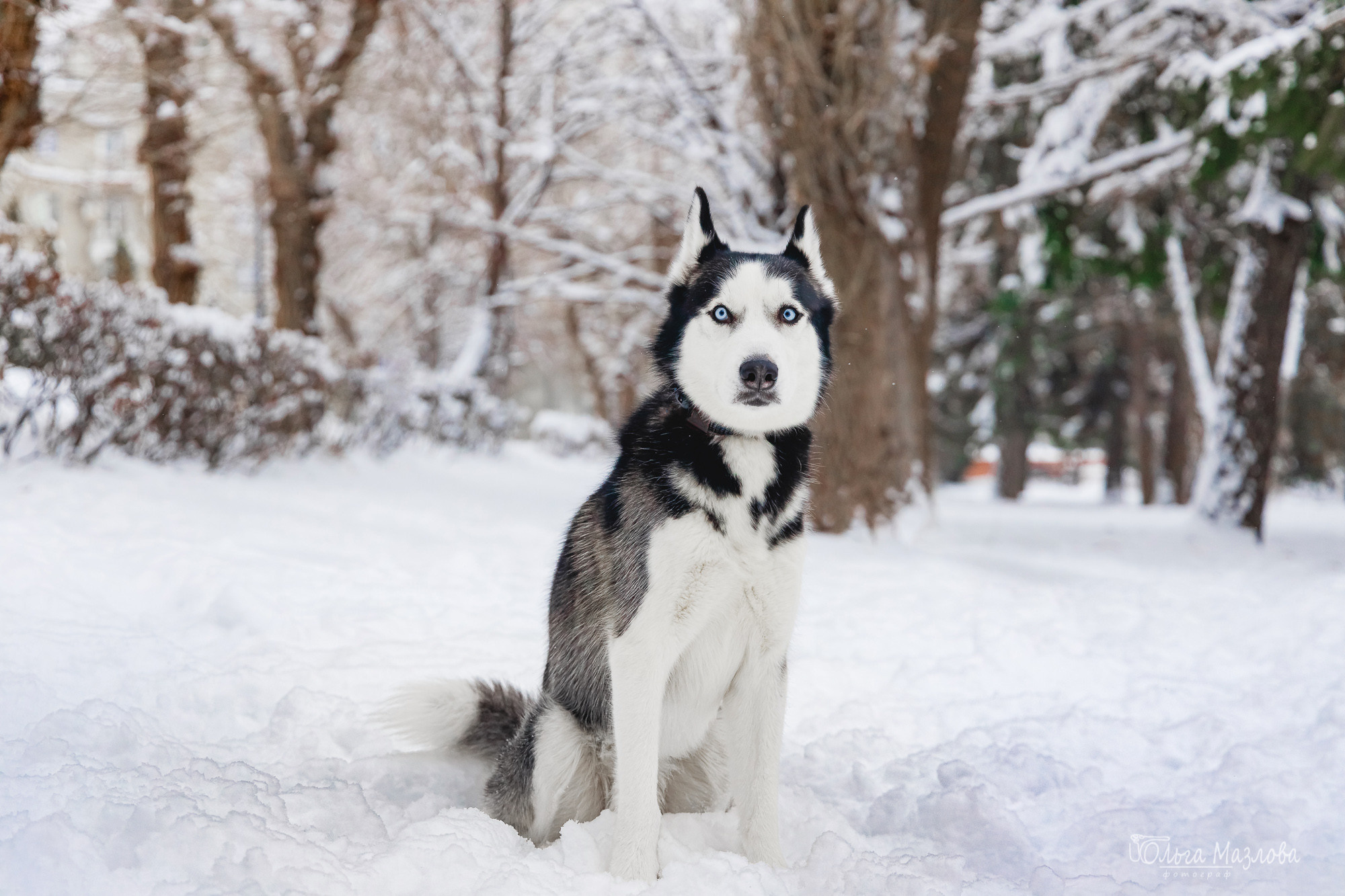 Зевс и Герда. Фотограф в Саратове Ольга Мазлова