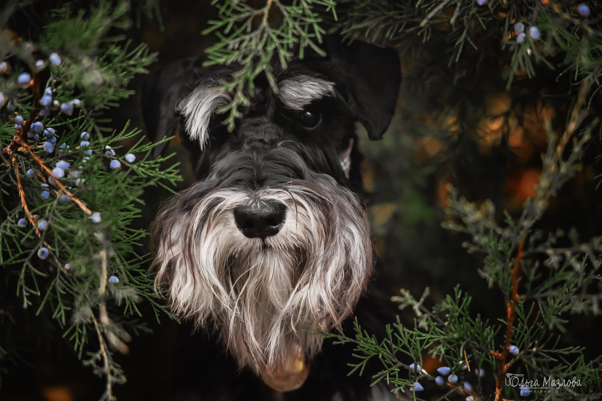 Кристина и Санта. Фотограф в Саратове Ольга Мазлова