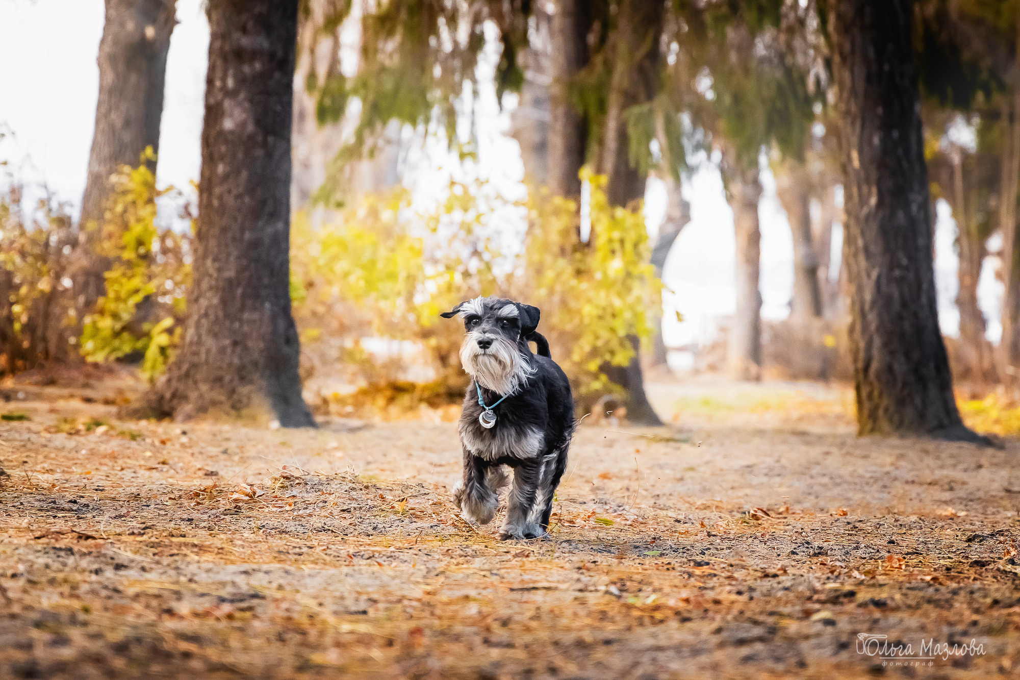 Кристина и Санта. Фотограф в Саратове Ольга Мазлова