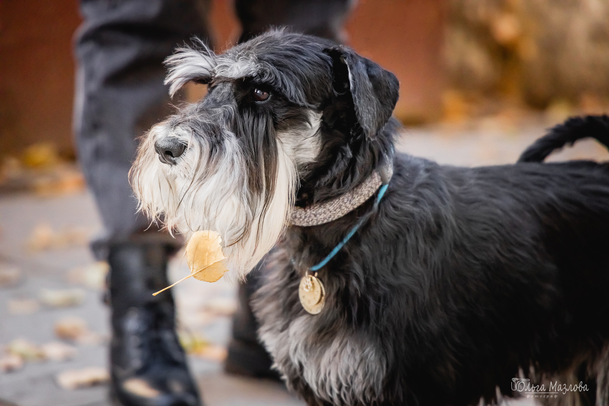 Кристина и Санта. Фотограф в Саратове Ольга Мазлова