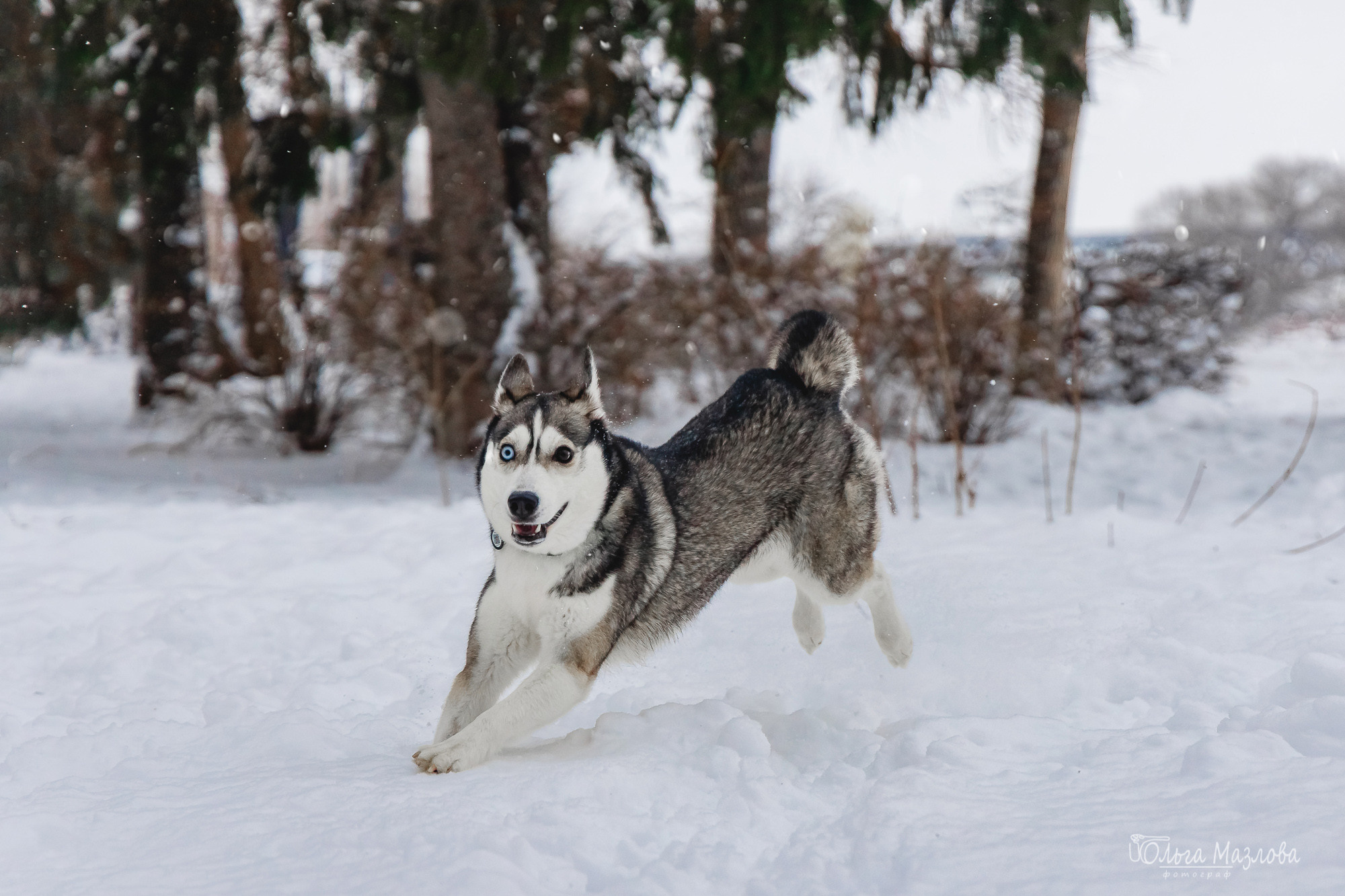 Зевс и Герда. Фотограф в Саратове Ольга Мазлова