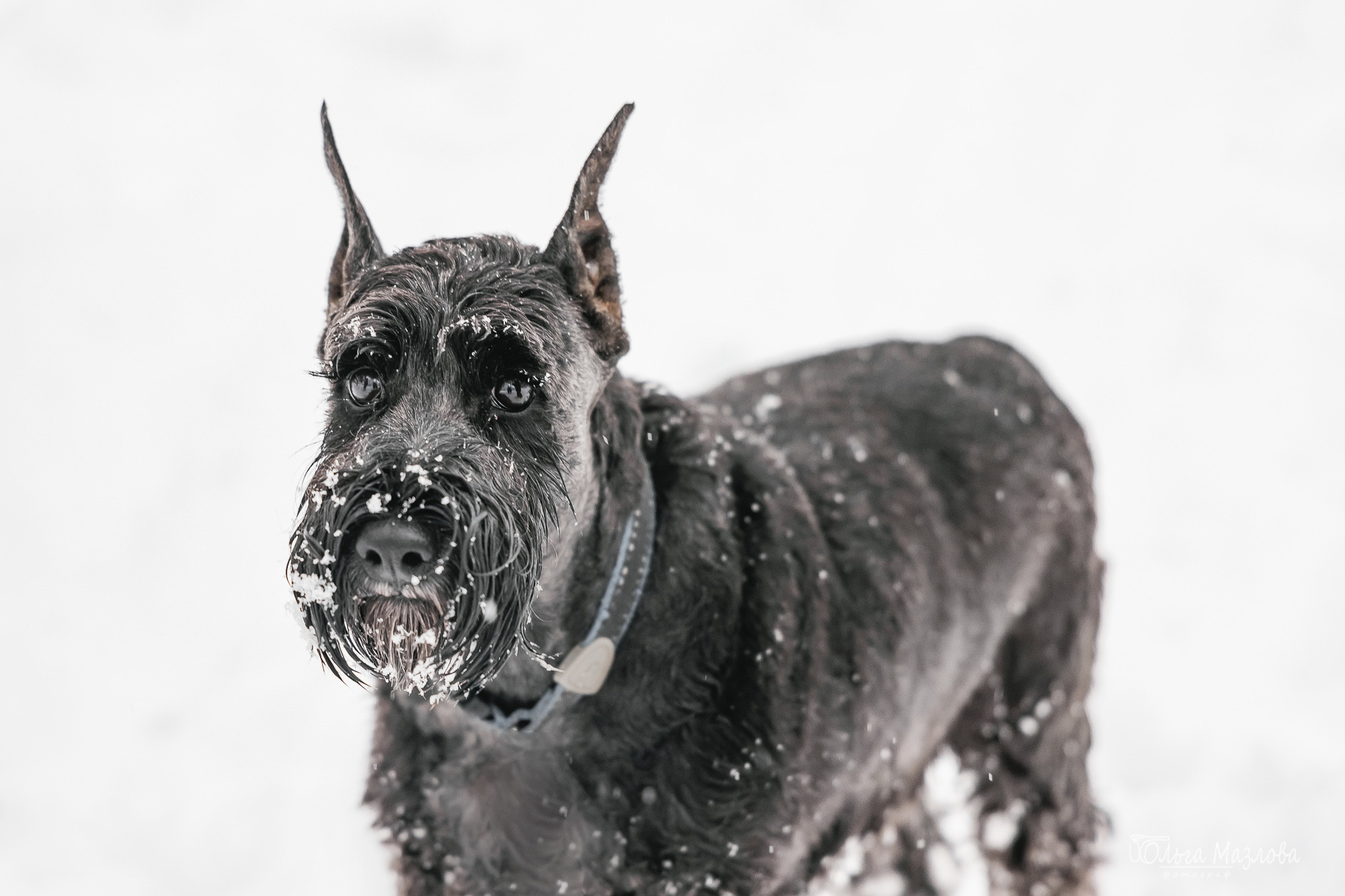 Елена, Федор и Даля. Фотограф в Саратове Ольга Мазлова