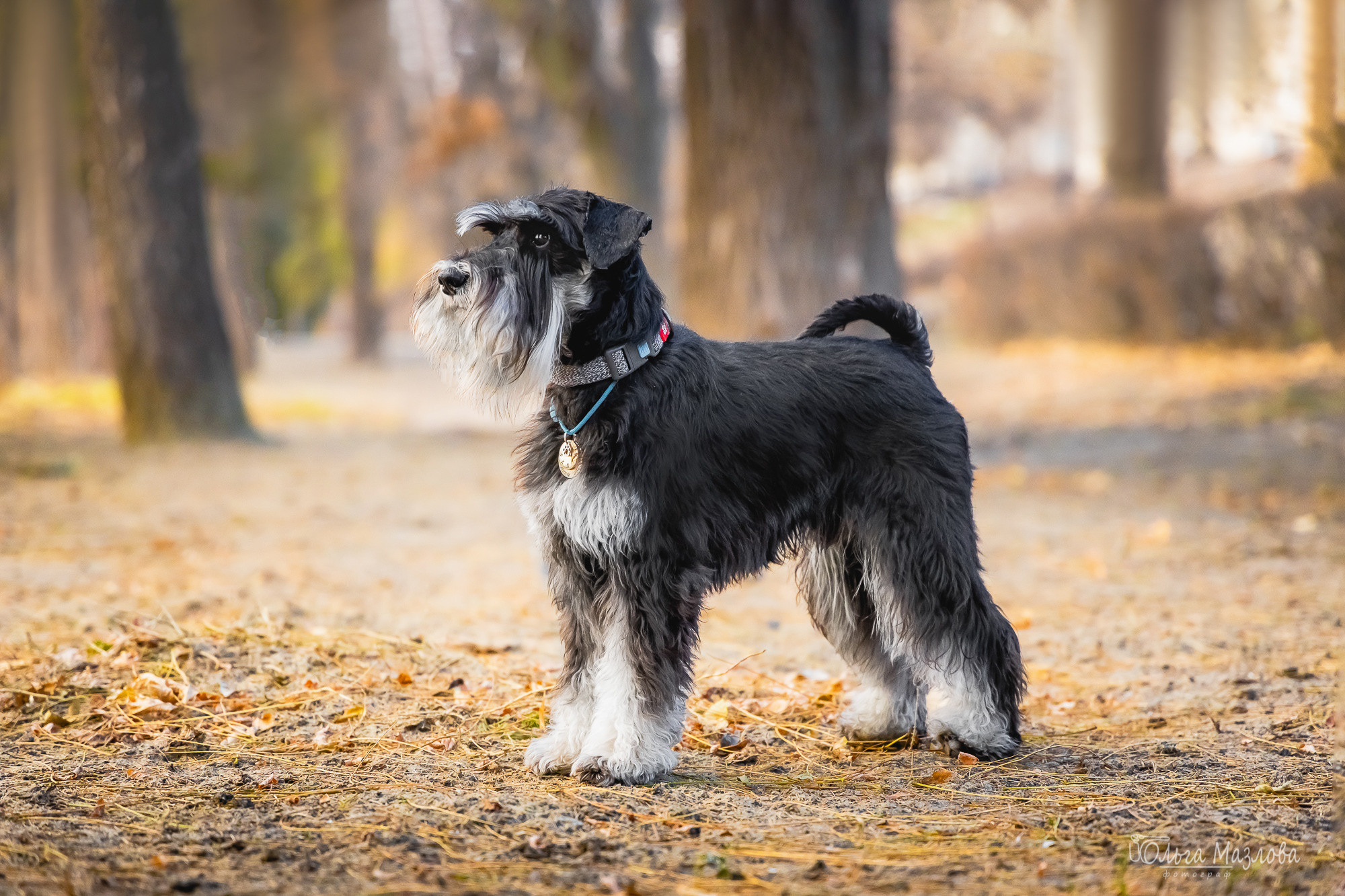 Кристина и Санта. Фотограф в Саратове Ольга Мазлова