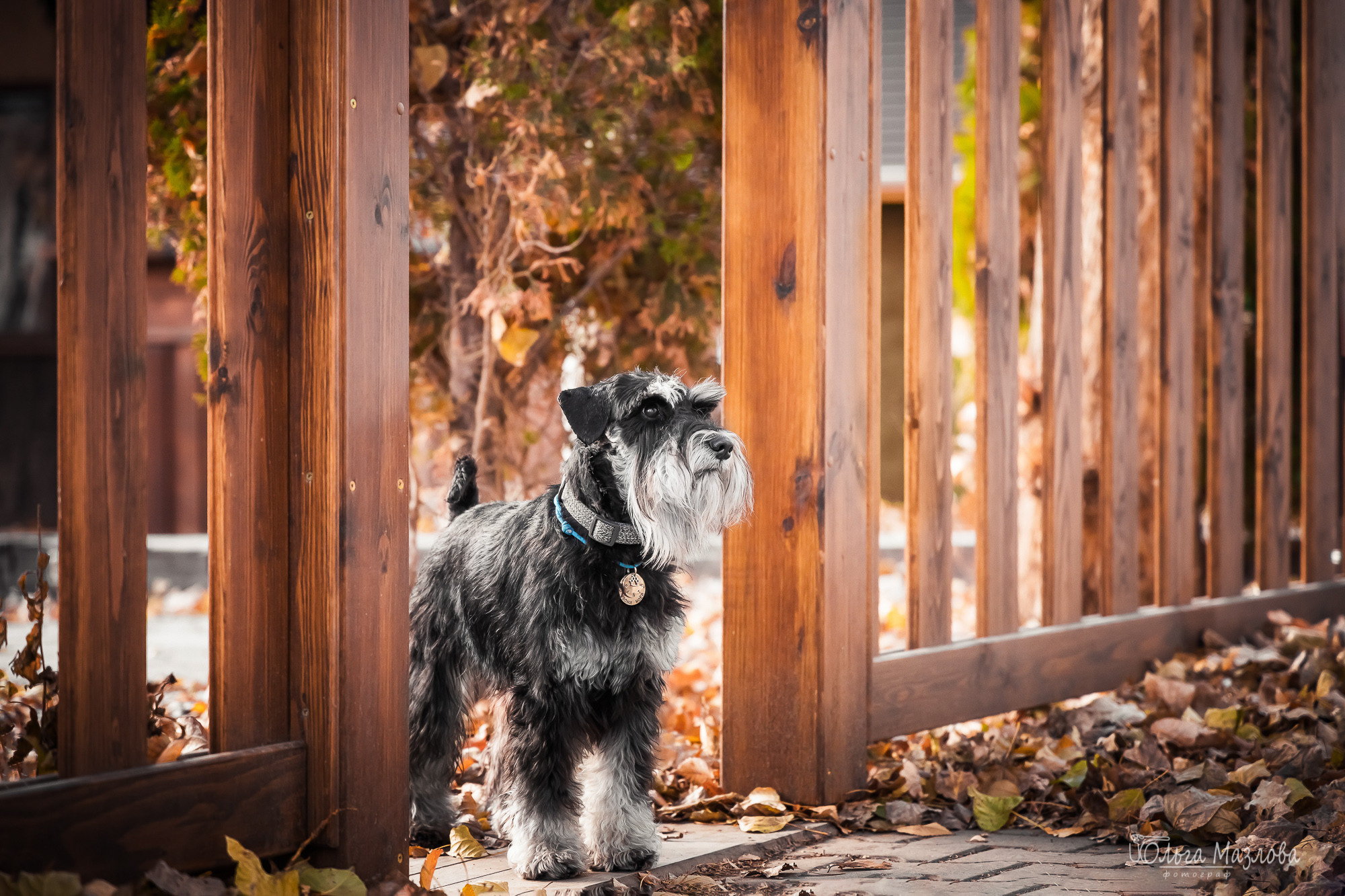 Кристина и Санта. Фотограф в Саратове Ольга Мазлова