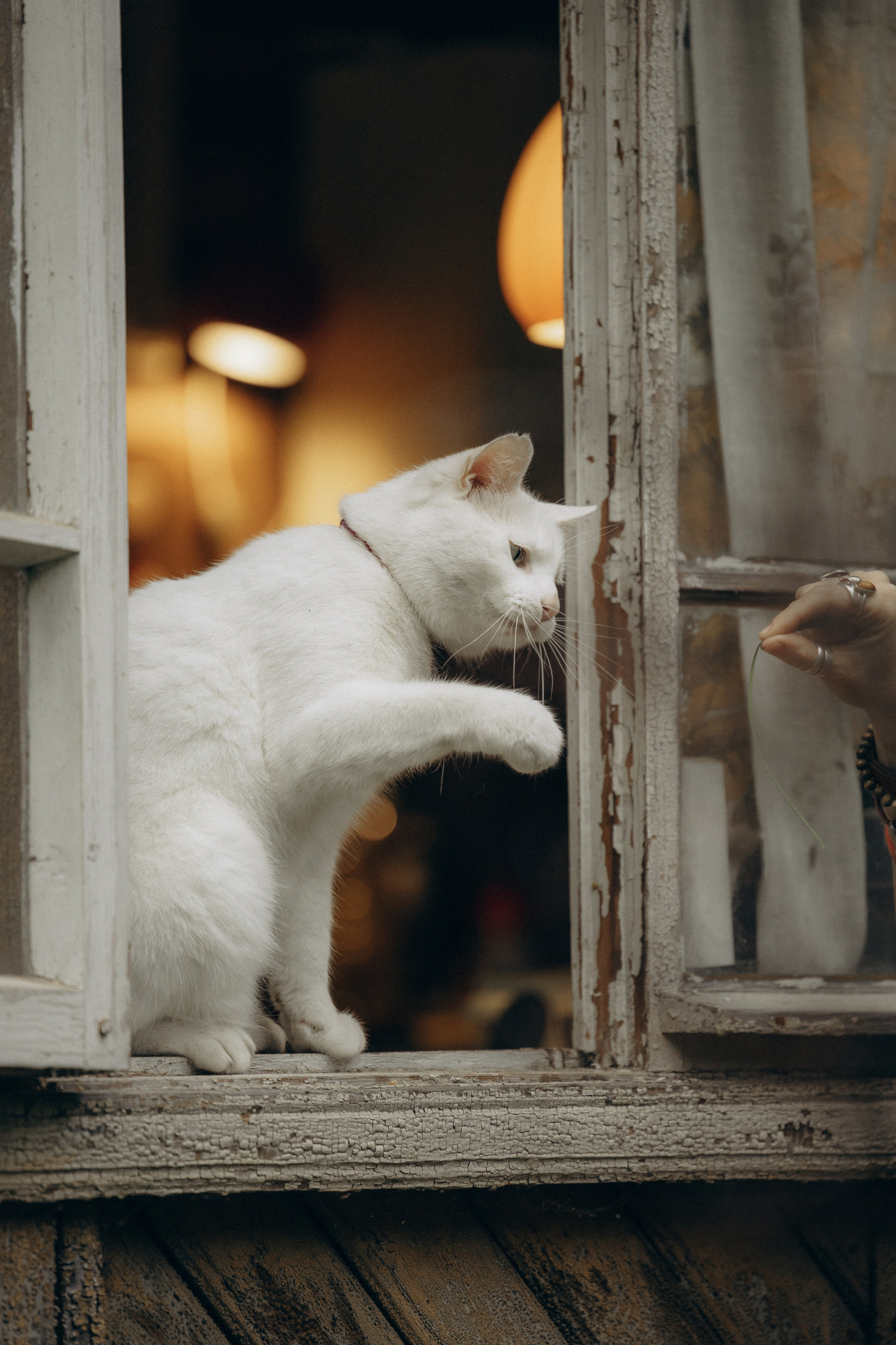 Настасья и кот Шалфей. Фотограф анималист в Казани Алина Сулейманова. Фотограф животных
