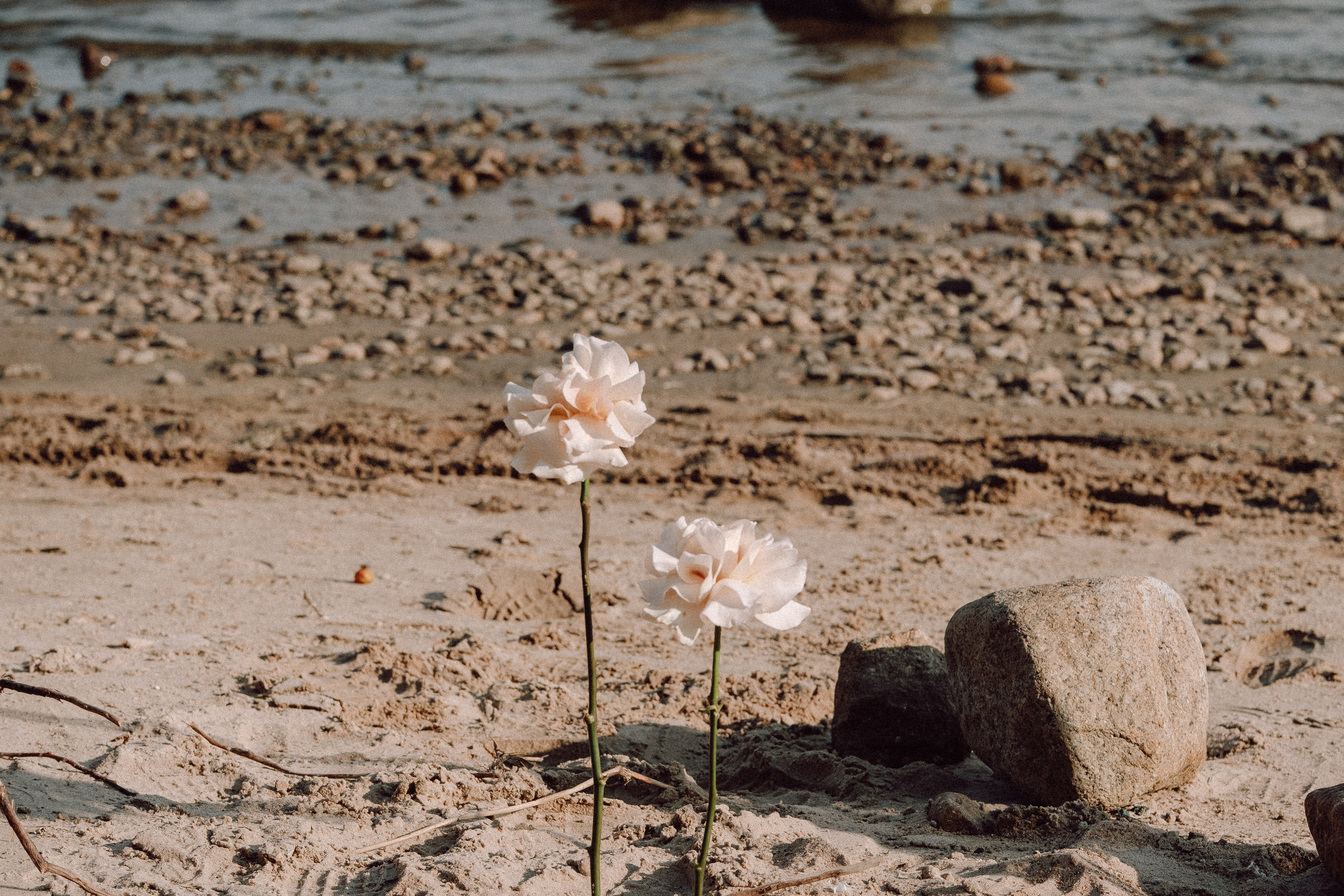 СВАДЕБНАЯ ФОТОСЕССИЯ ВЫЕЗДНОЙ ЦЕРЕМОНИИ (ФИНСКИЙ ЗАЛИВ). Профессиональный фотограф, Санкт-Петербург — Виктория Богомолова