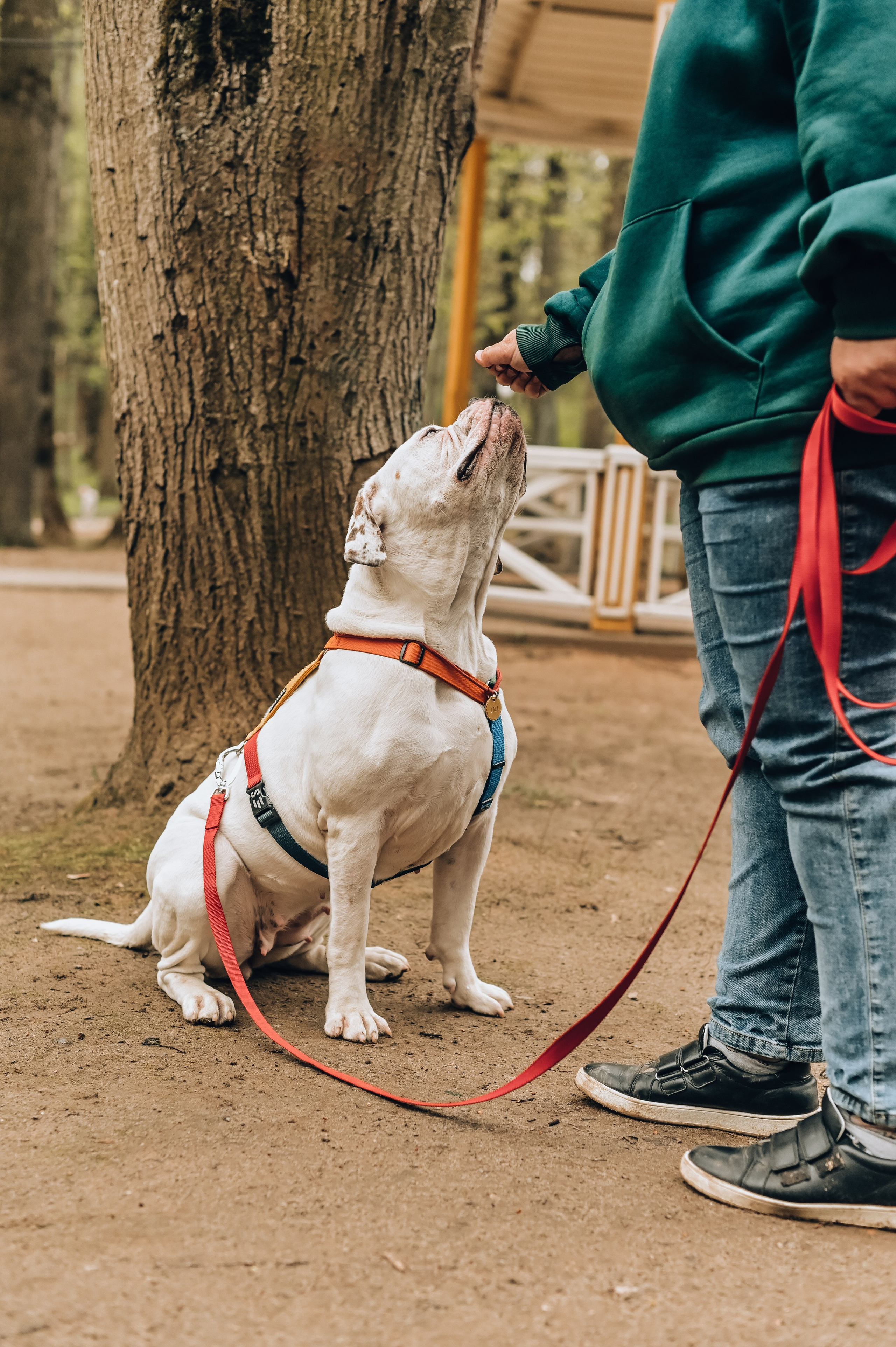 Занятие с кинологом. Семейный и репортажный фотограф в Москве Анастасия Трубкина