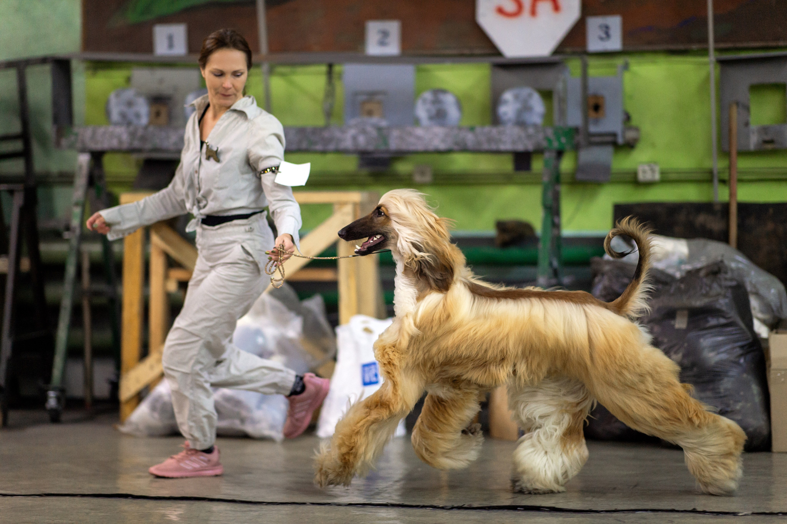 07.11.2025 Клуб Хобби Республиканская выставка собак всех пород. Галерея фотографий афганской борзой