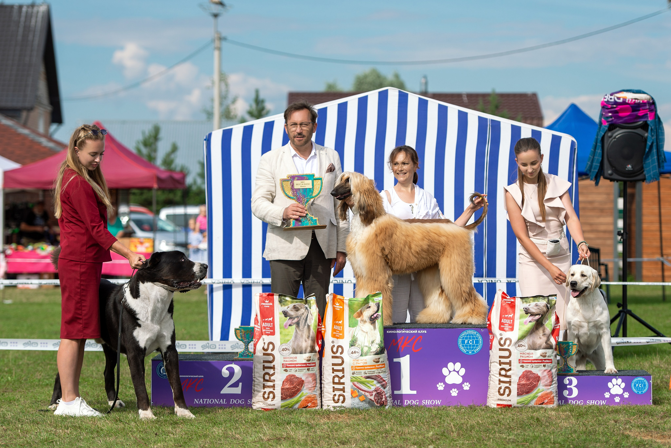 Республиканская выставка собак всех пород. Галерея фотографий афганской борзой