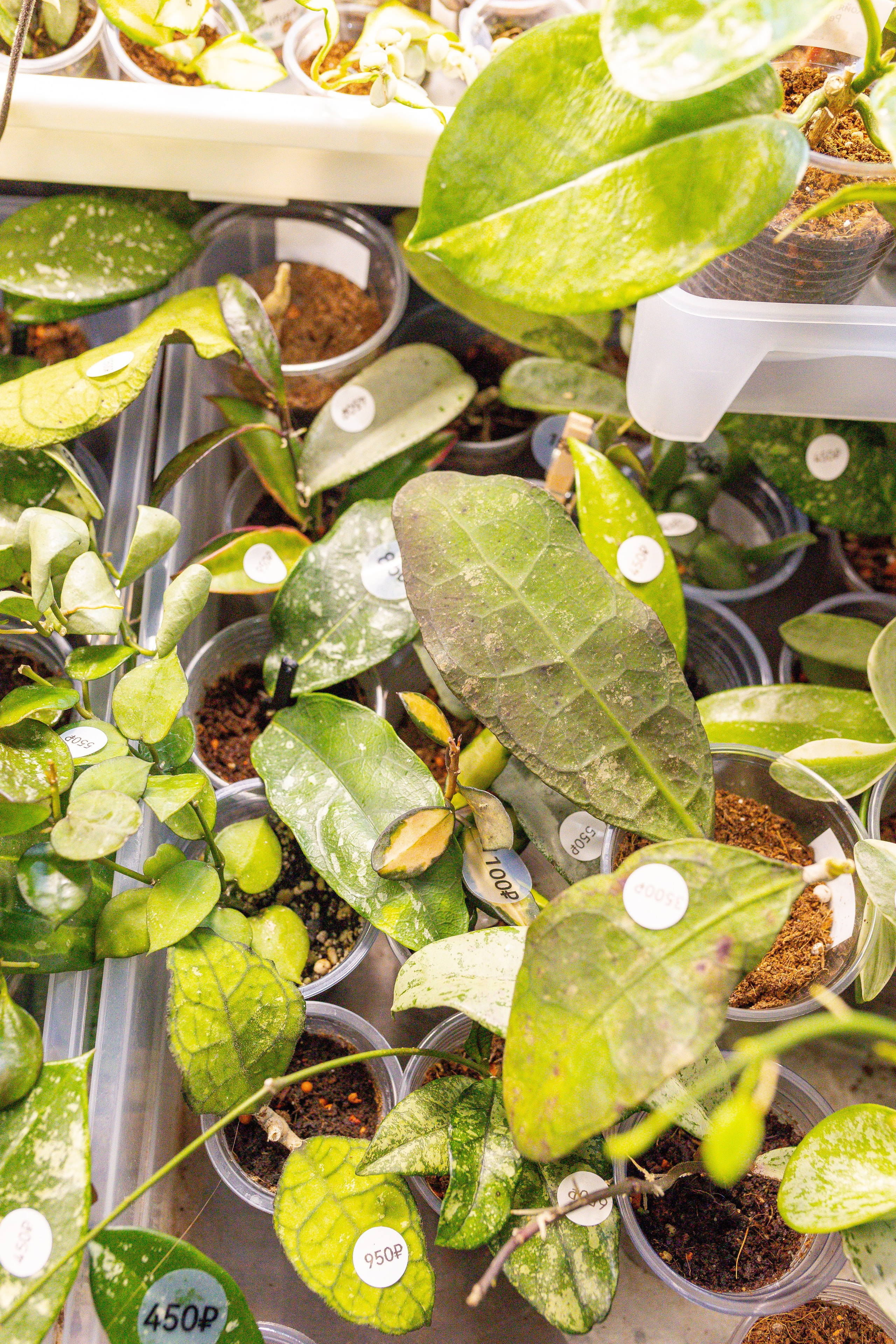 Монстериум 11–12 октября. Александра Куликова фотограф, Москва