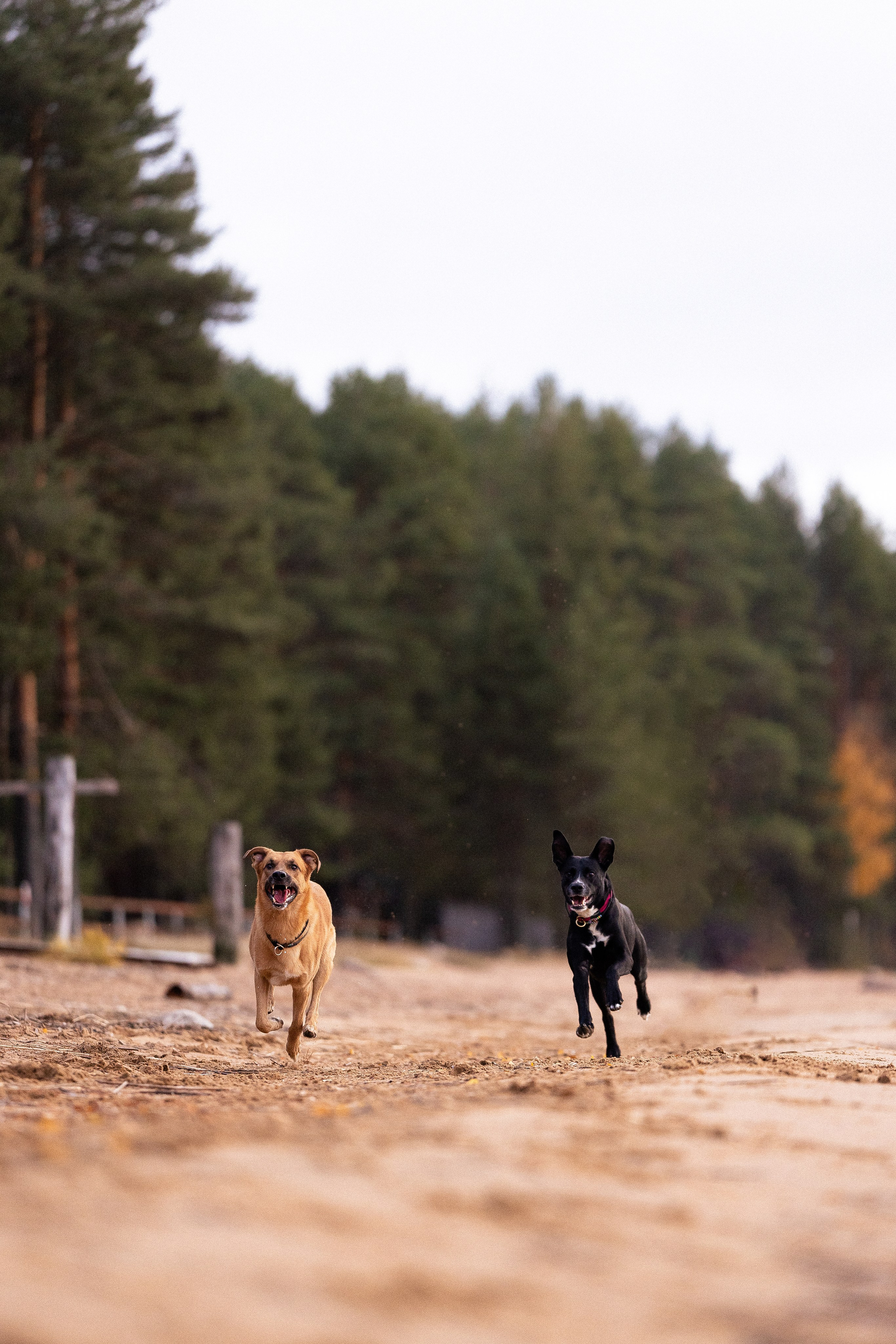 Karelia. Фотограф и видеограф анималист Аганина Дарья