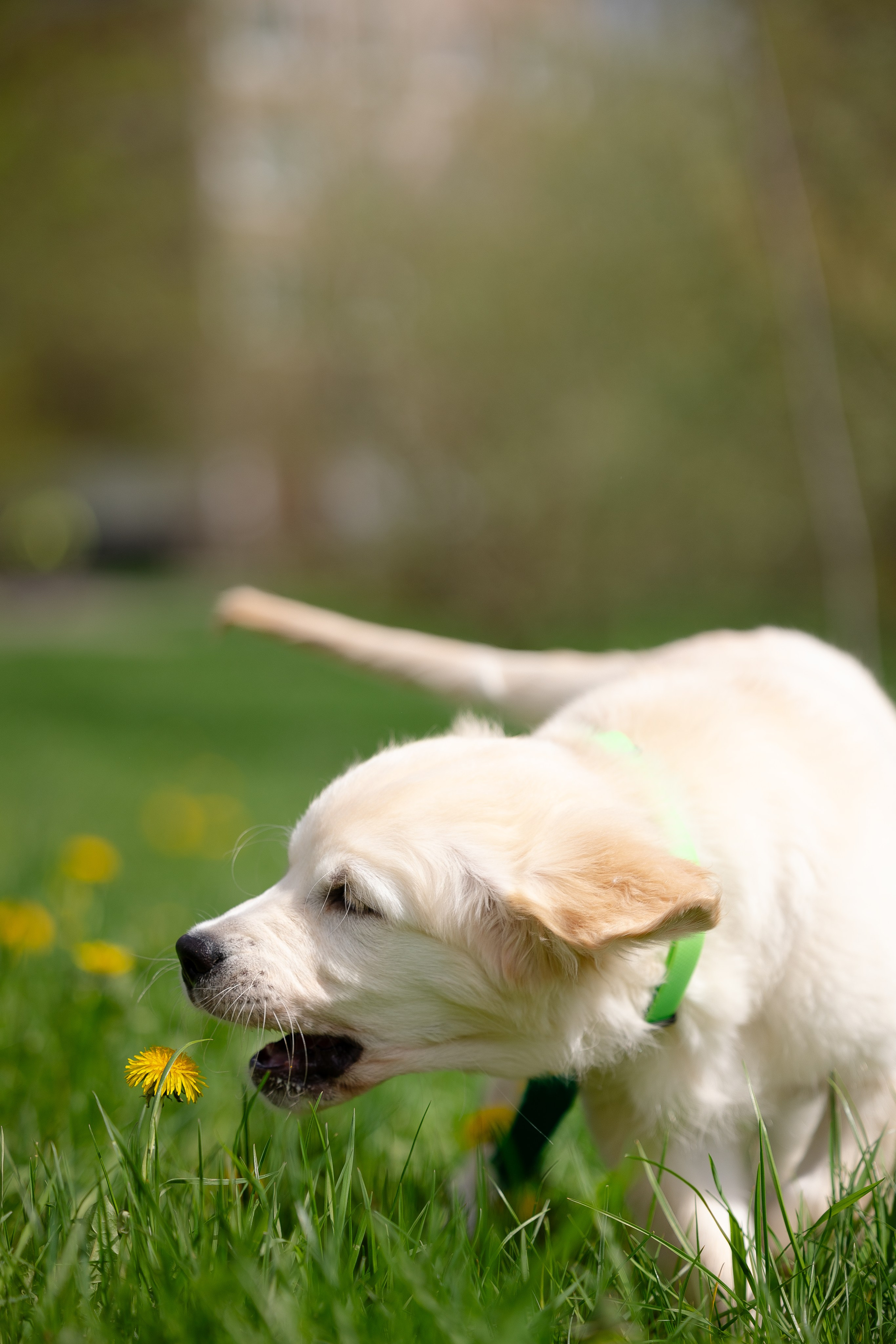 Голден ретривер. Фотограф и видеограф анималист Аганина Дарья