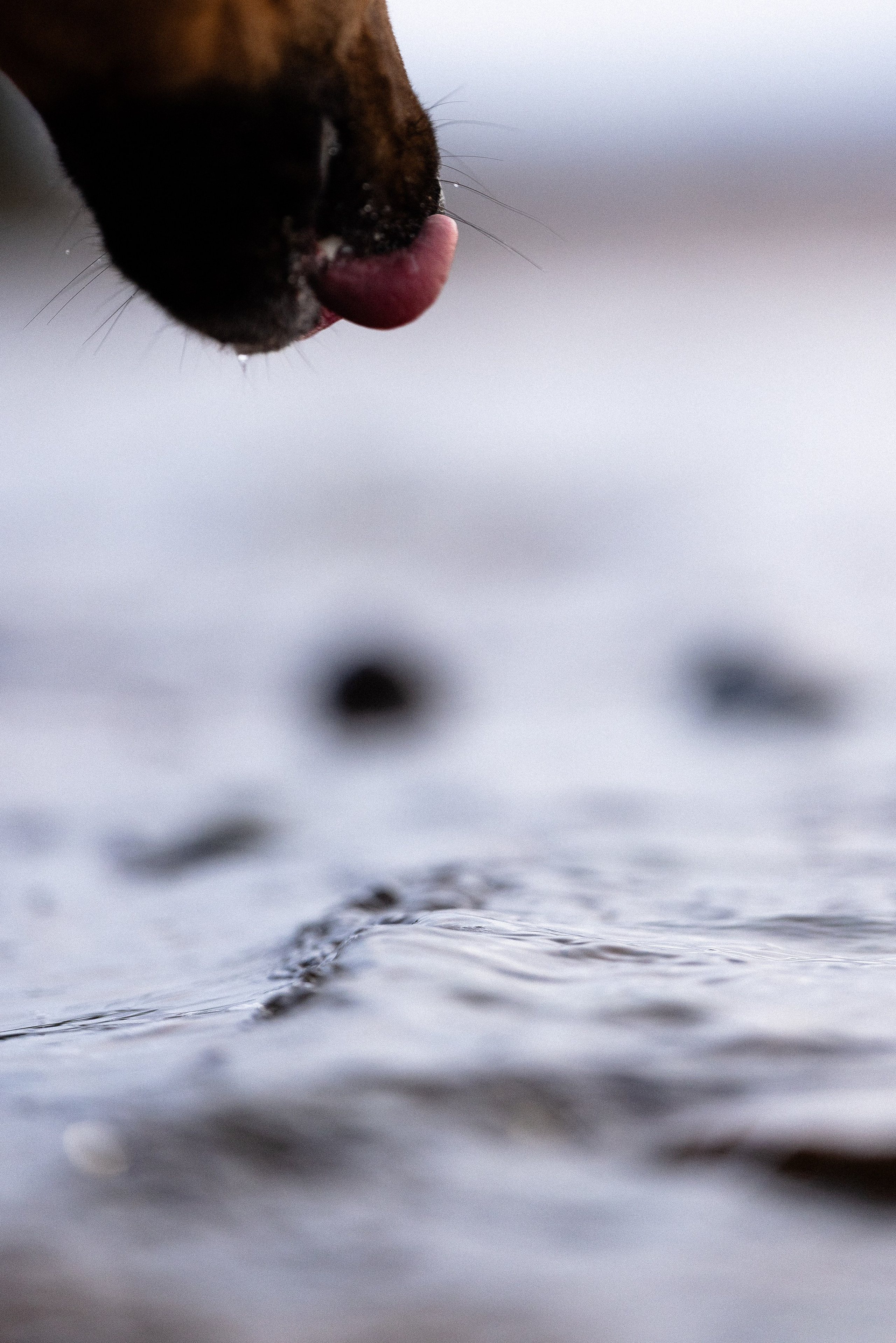 Karelia. Фотограф и видеограф анималист Аганина Дарья