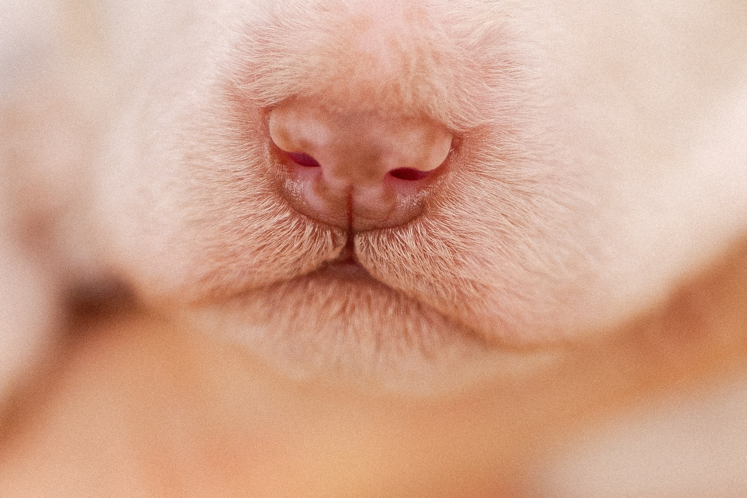 Лаготто Романьоло. Фотограф и видеограф анималист Аганина Дарья