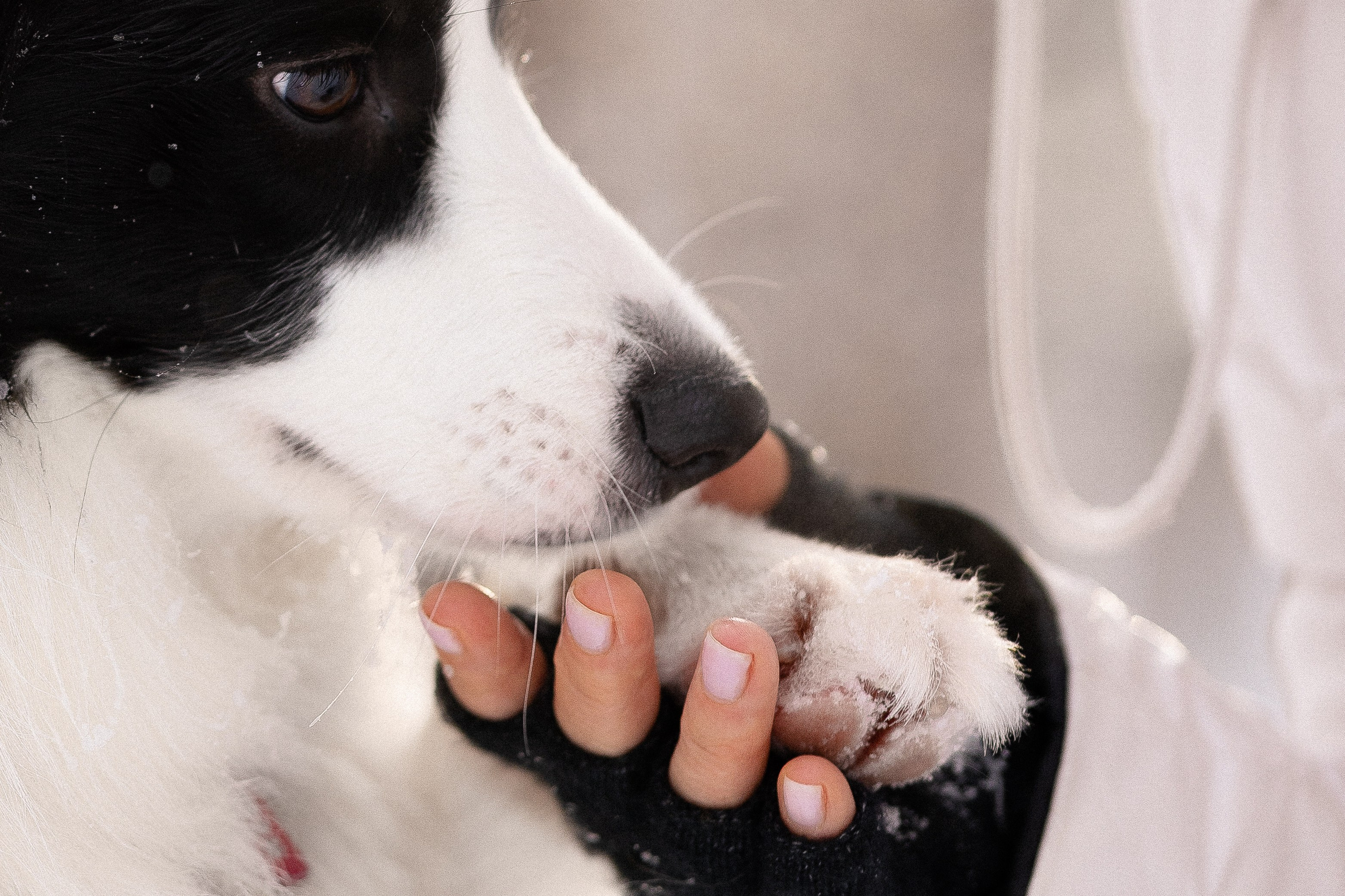 Лилия, Алексей и Ариана. Фотограф и видеограф анималист Аганина Дарья