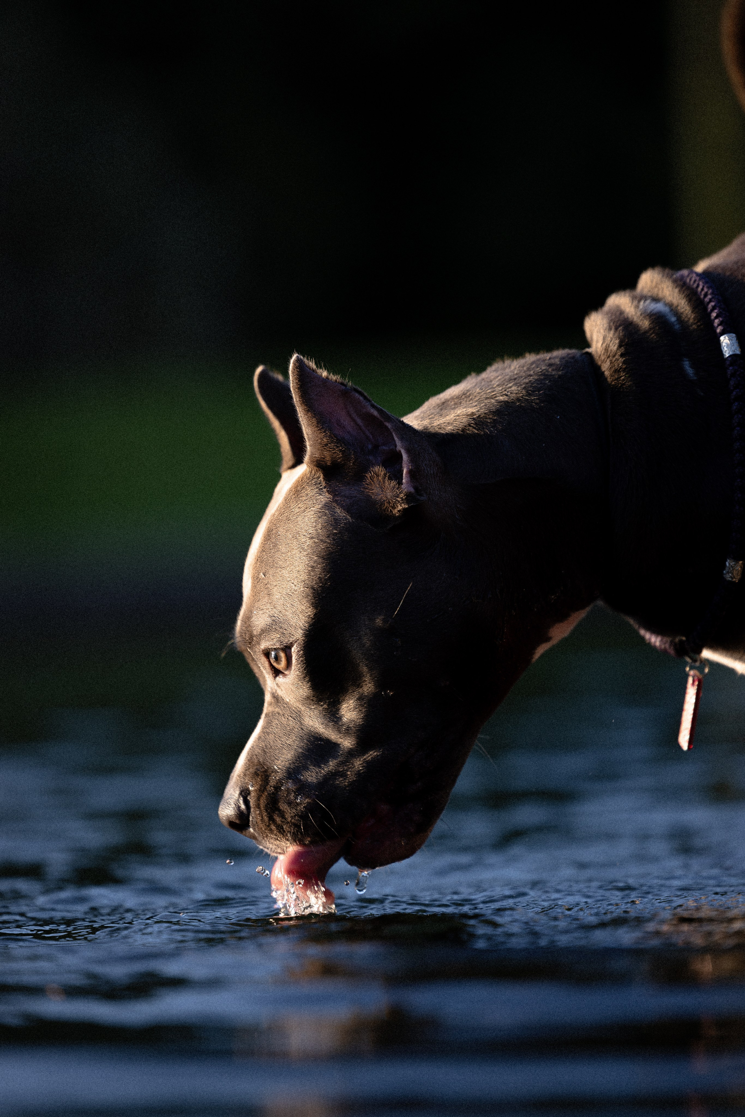 Катя, Леша, Лея и Трой. Фотограф и видеограф анималист Аганина Дарья