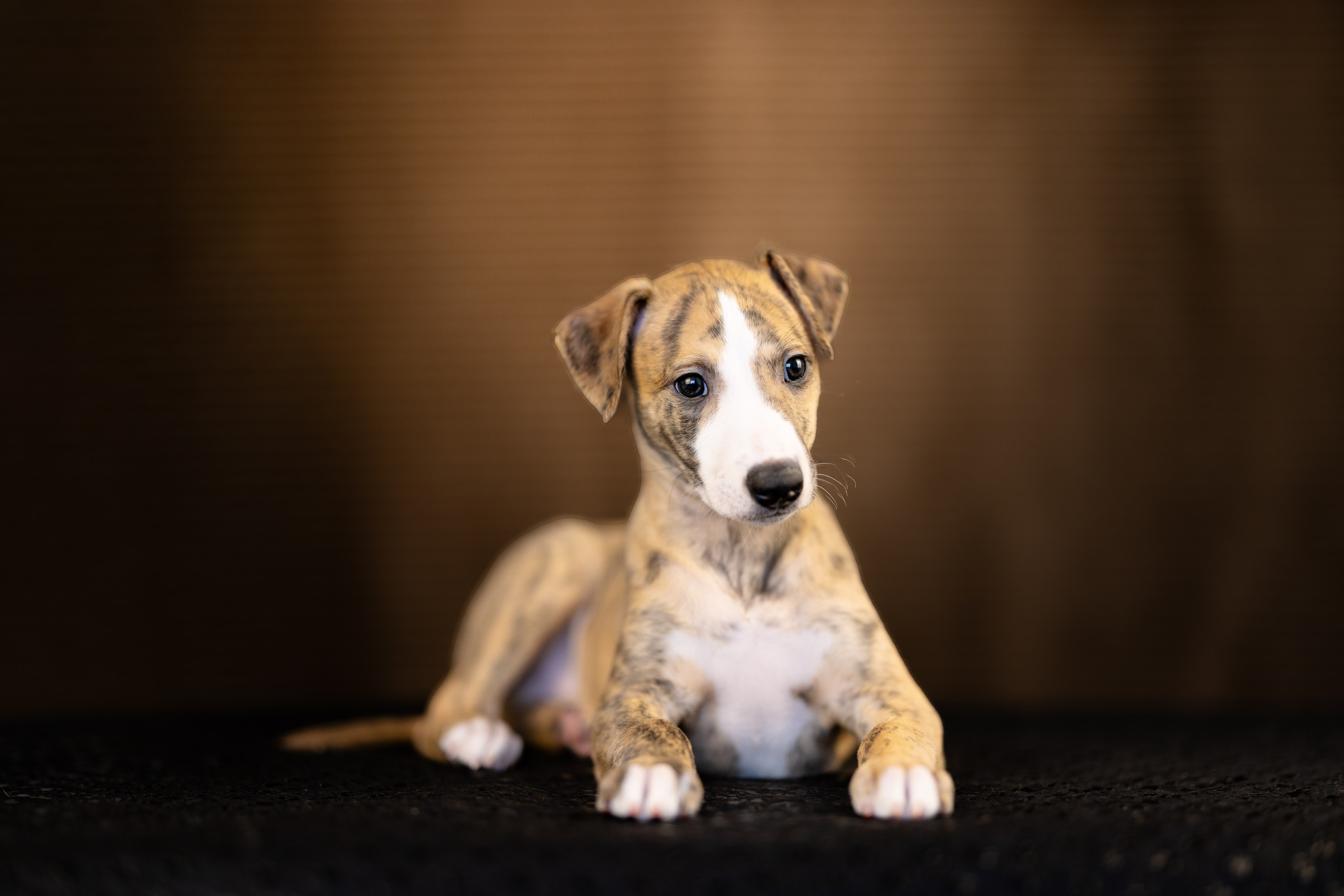 Уиппет. Фотограф и видеограф анималист Аганина Дарья