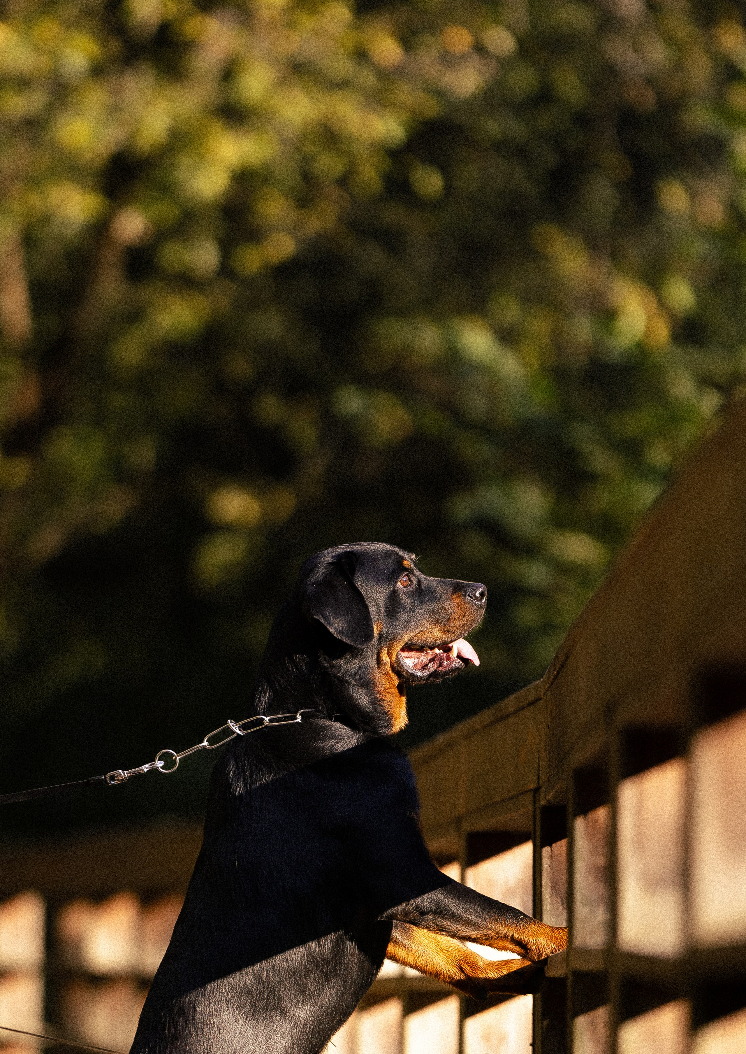 Катя, Леша, Лея и Трой. Фотограф и видеограф анималист Аганина Дарья
