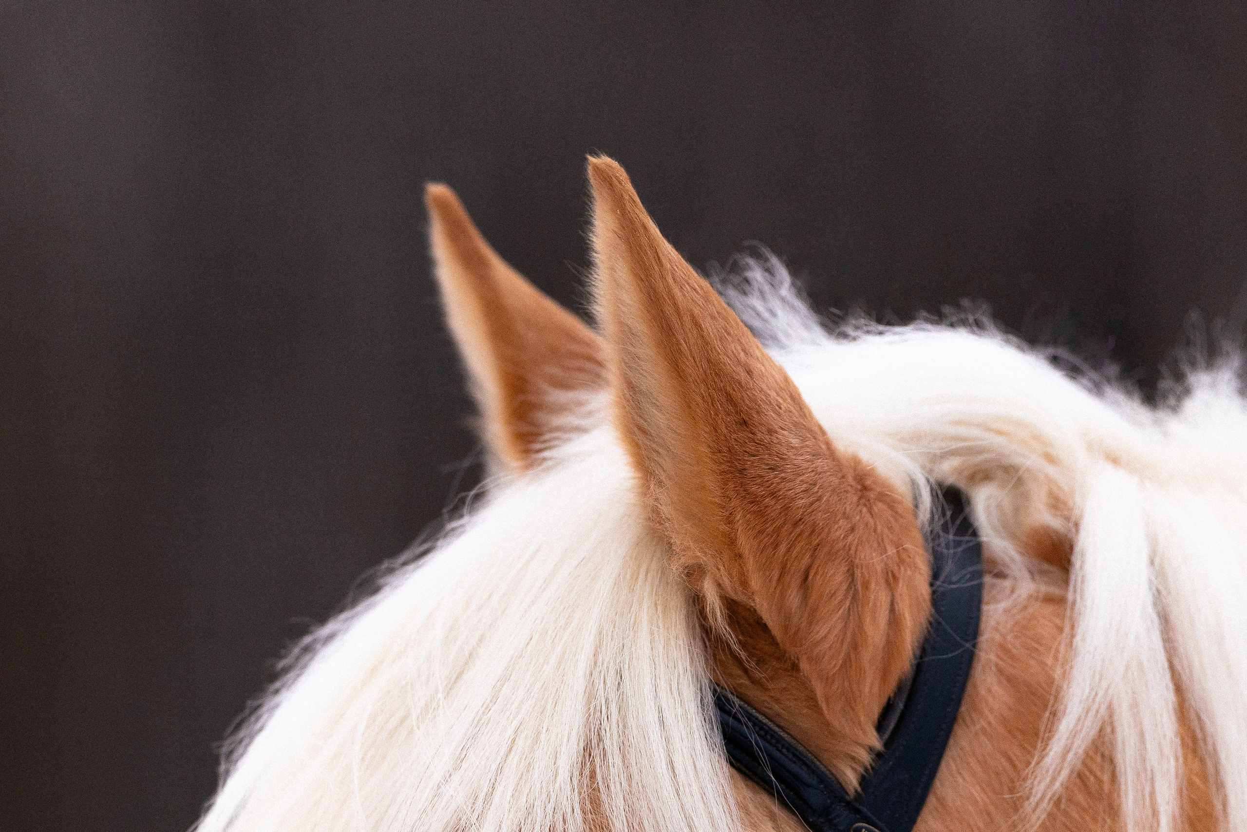 Бейкер. Фотограф и видеограф анималист Аганина Дарья