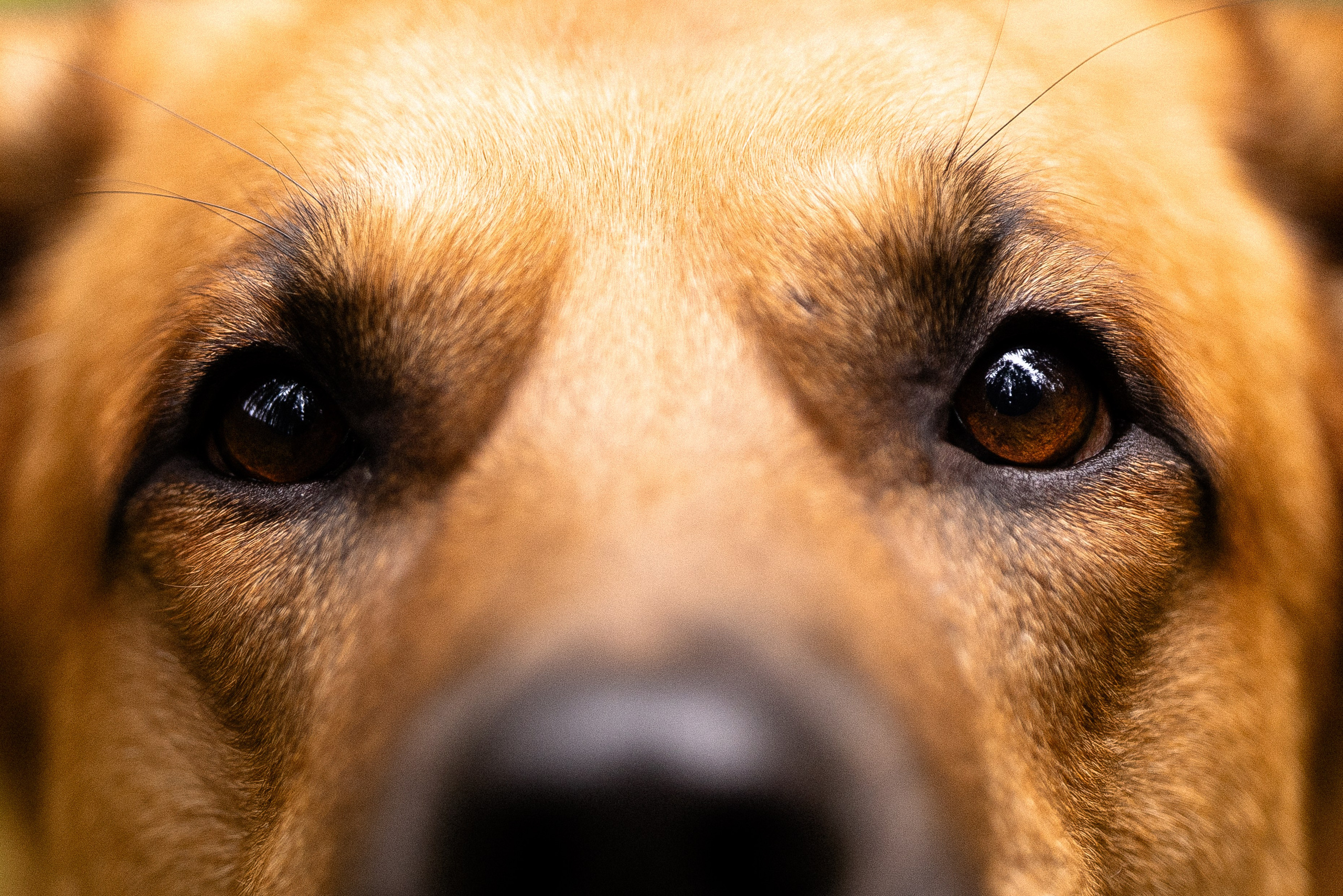 Karelia. Фотограф и видеограф анималист Аганина Дарья