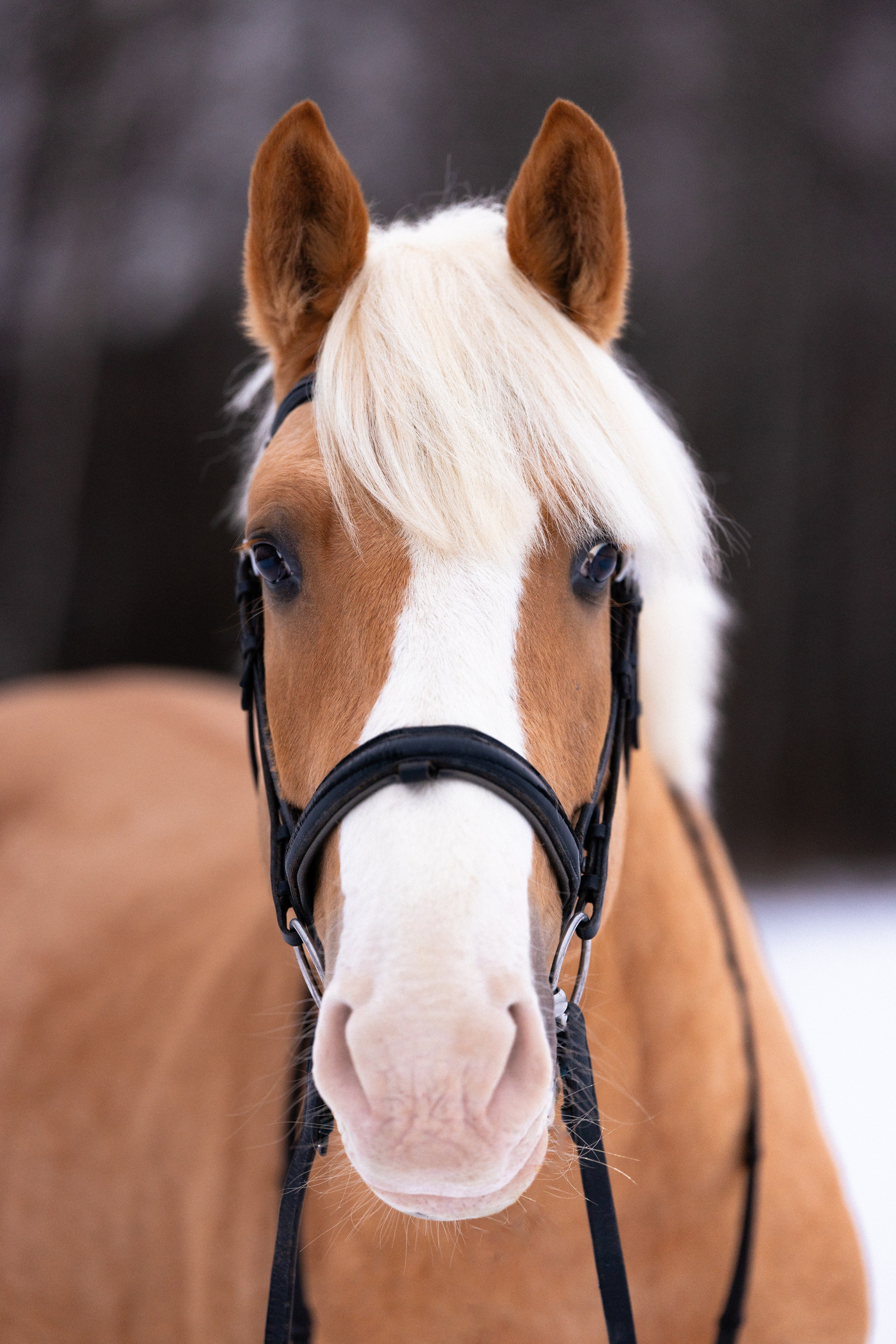 Бейкер. Фотограф и видеограф анималист Аганина Дарья
