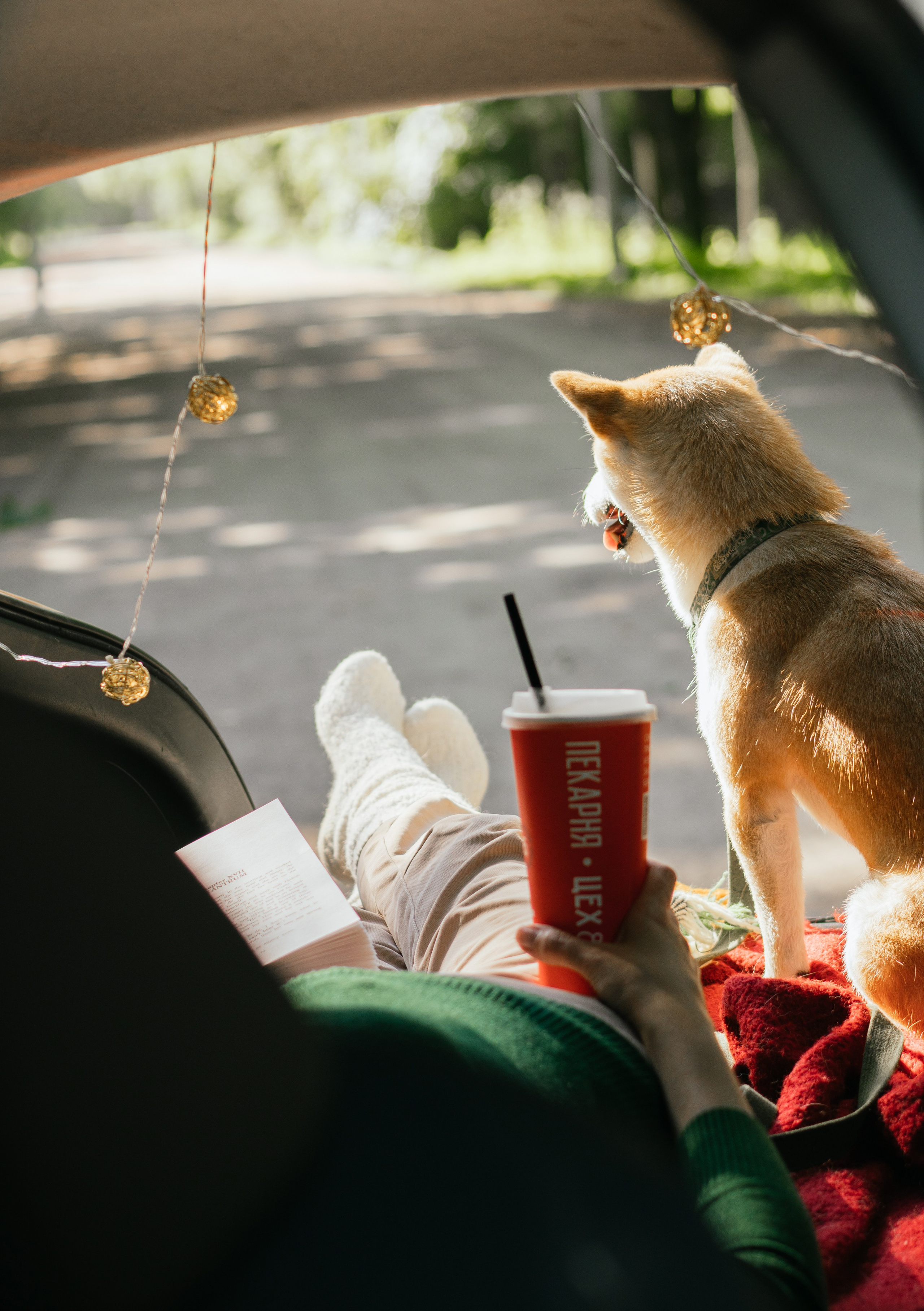 Любимые питомцы. Живые снимки! Фотограф Даша Бендер