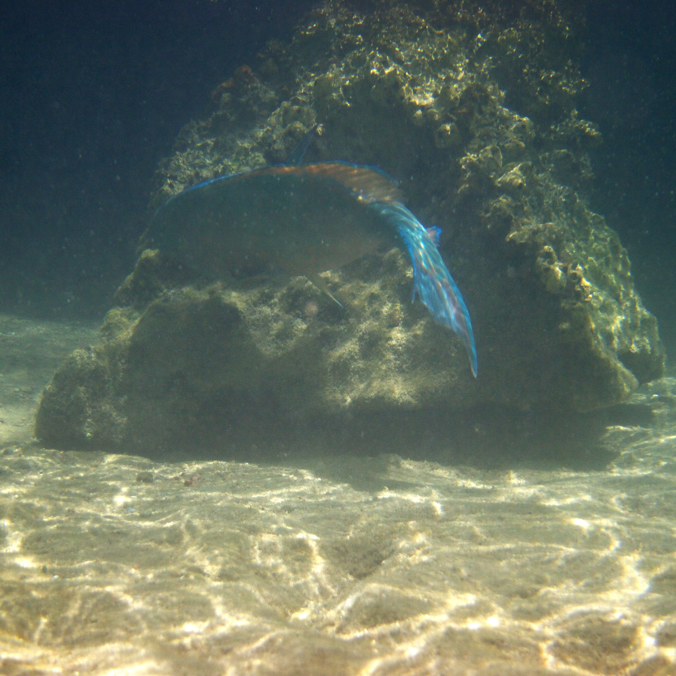 Под водой. Миша Печёнкин | фотография