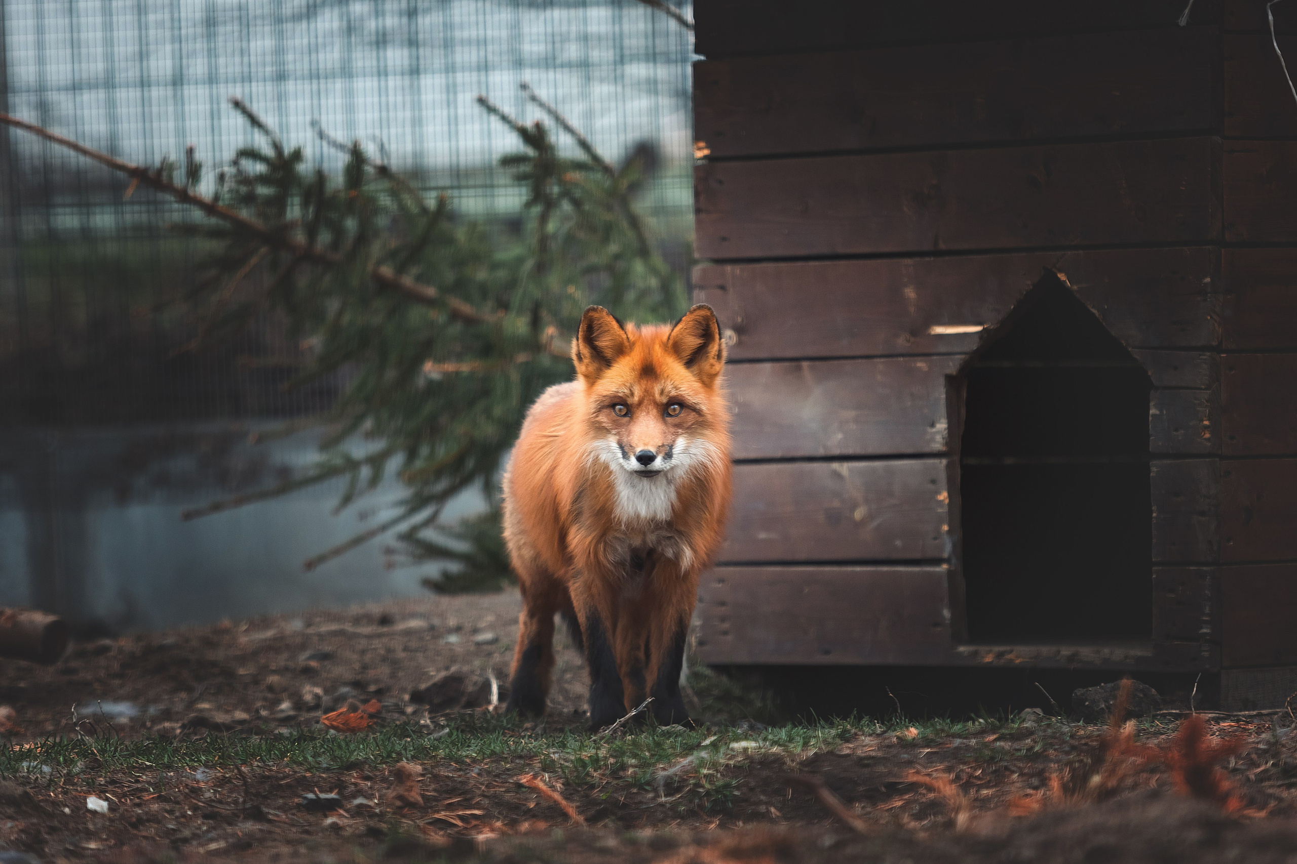 Фотограф Ирина Астор